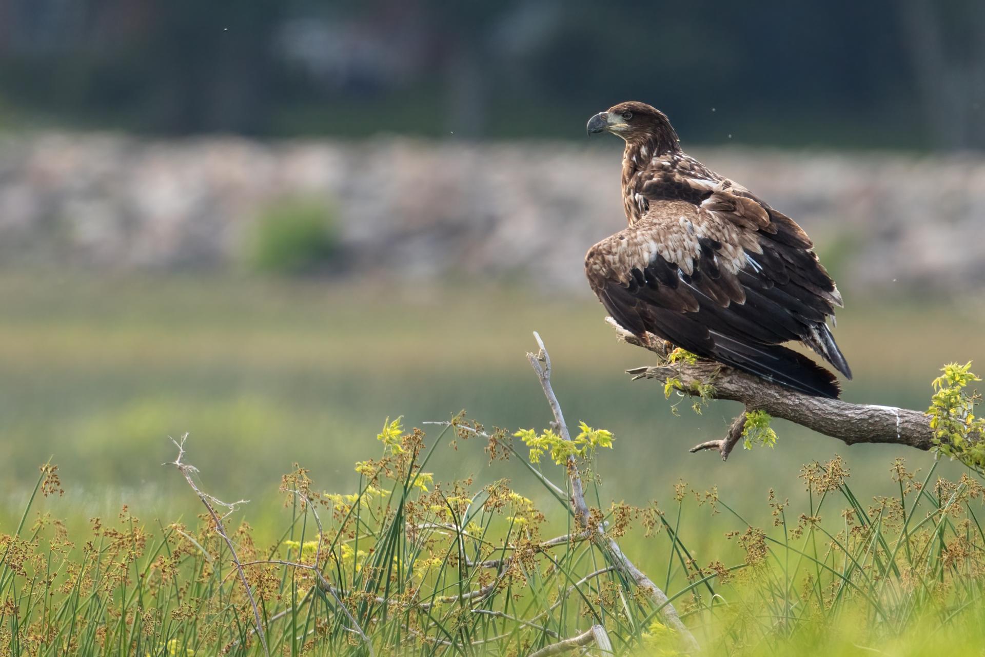pygargue-a-tete-blanche-bald-eagle