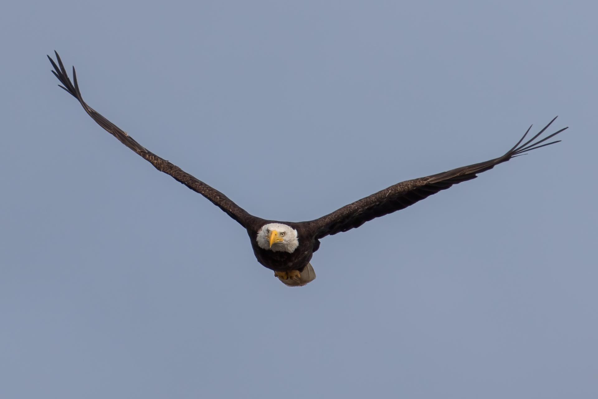pygargue-a-tete-blanche-bald-eagle