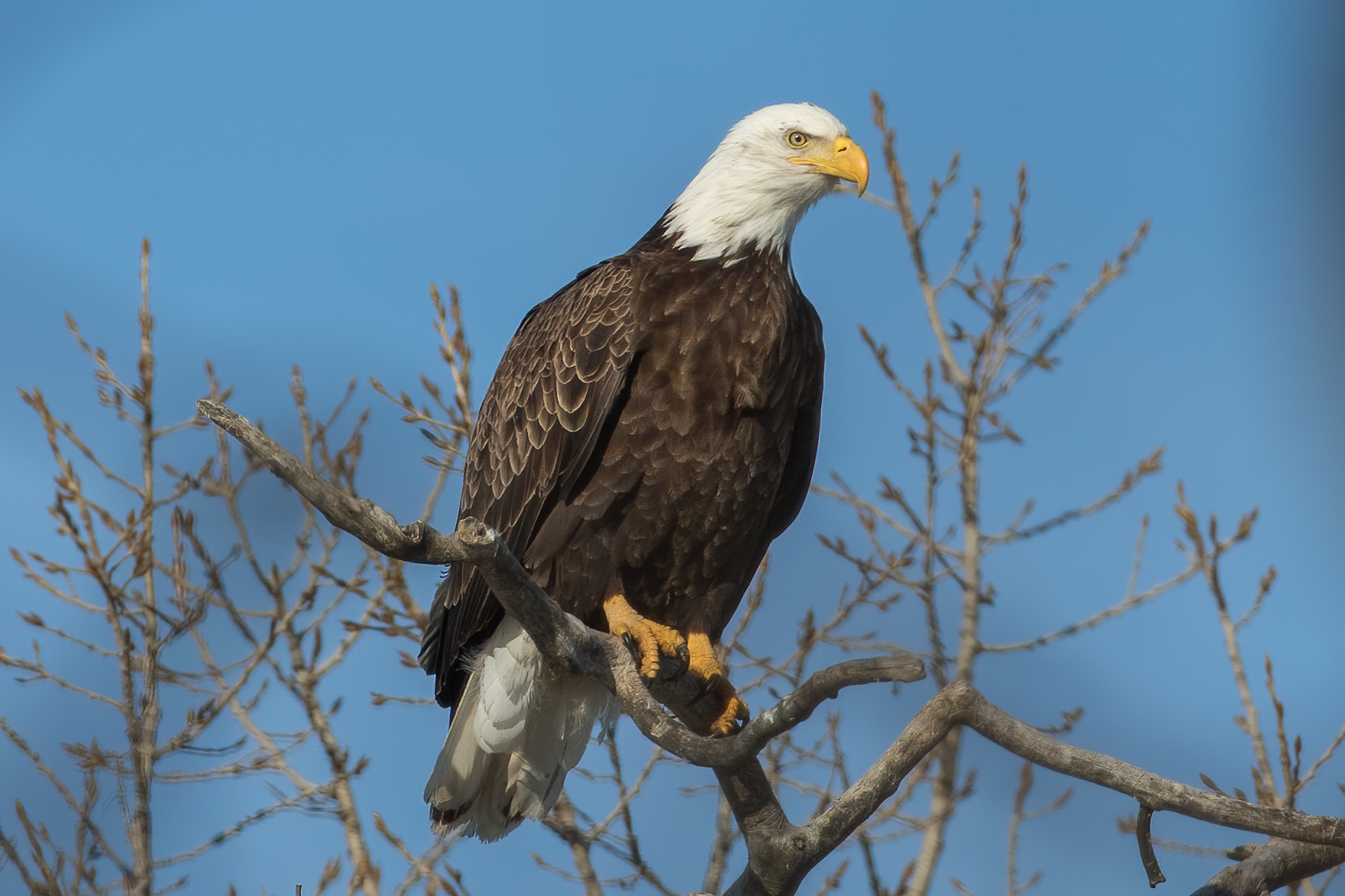pygargue-a-tete-blanche-bald-eagle
