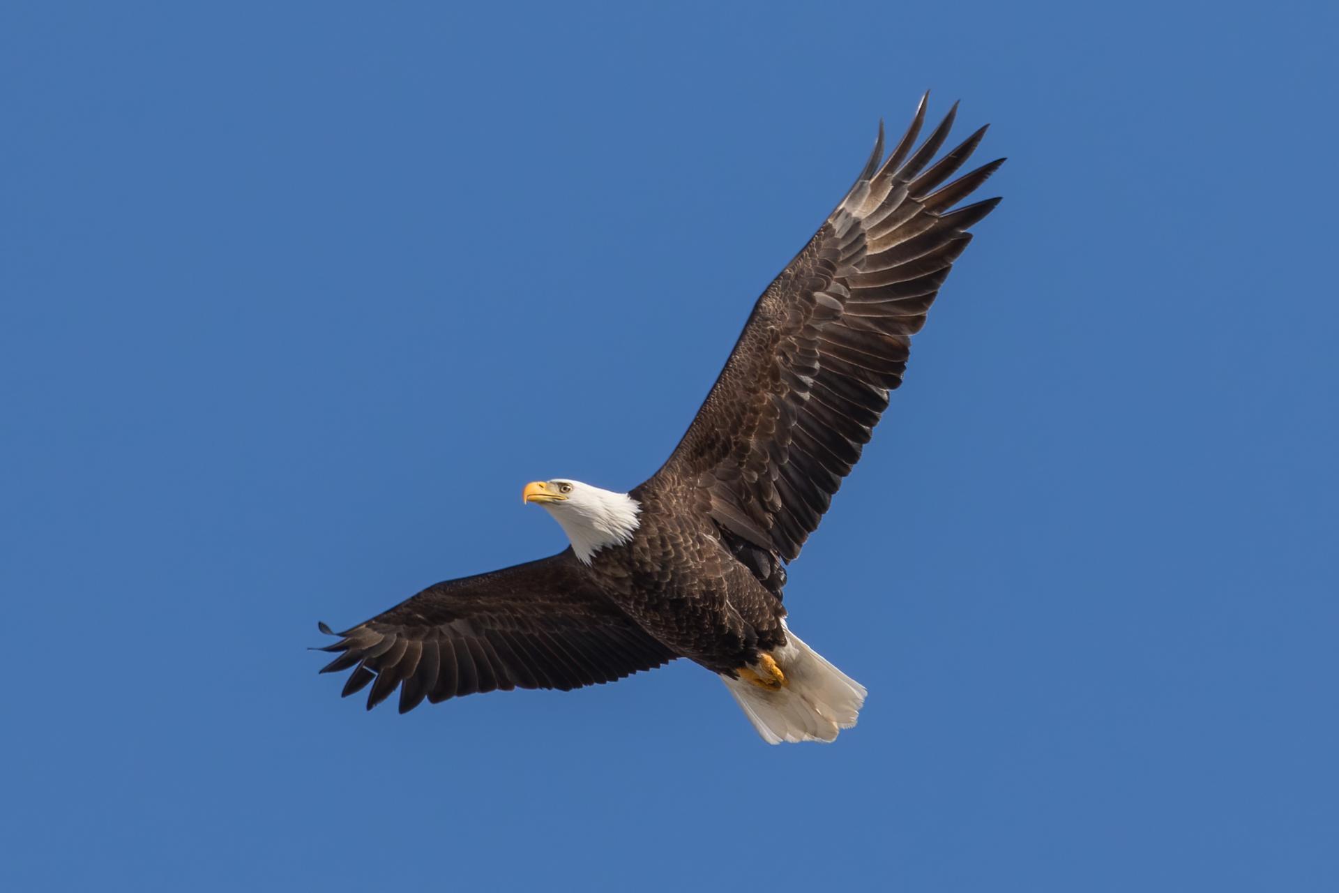 pygargue-a-tete-blanche-bald-eagle