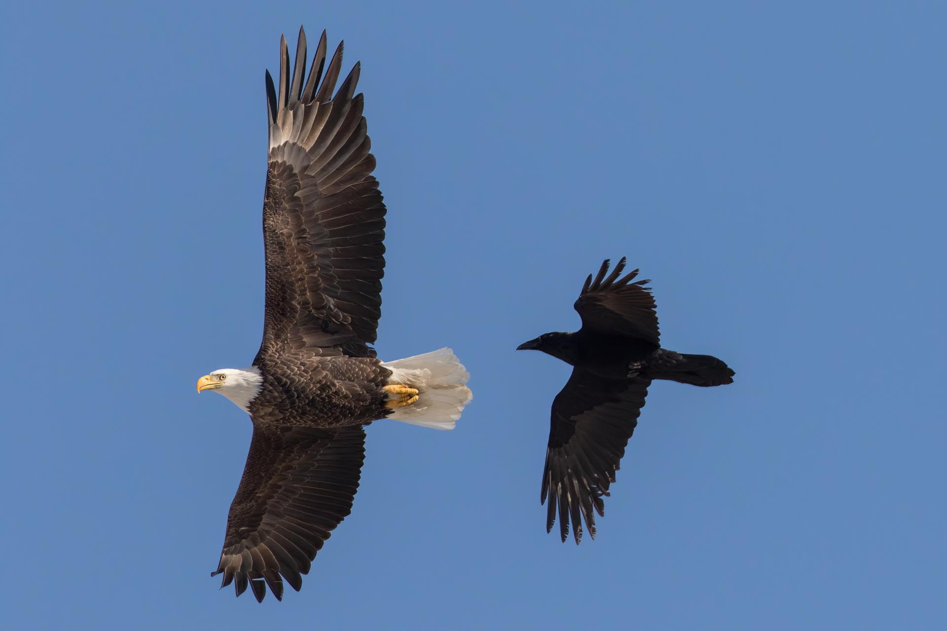 pygargue-a-tete-blanche-bald-eagle