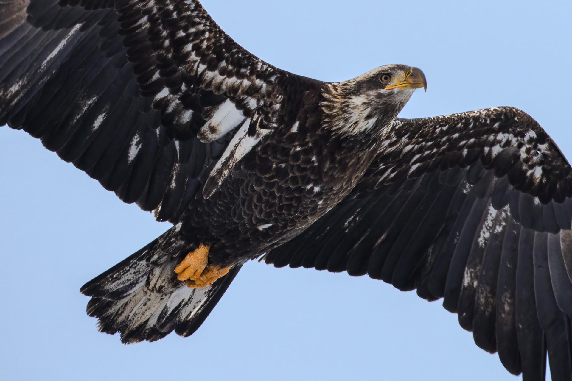 pygargue-a-tete-blanche-bald-eagle