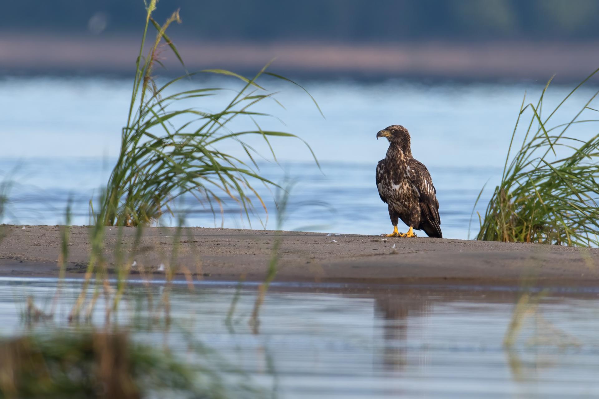 pygargue-a-tete-blanche-bald-eagle