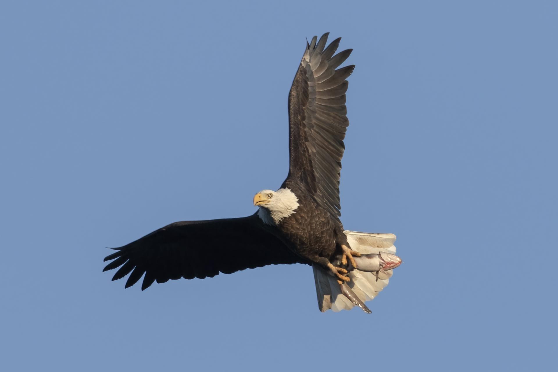 pygargue-a-tete-blanche-bald-eagle