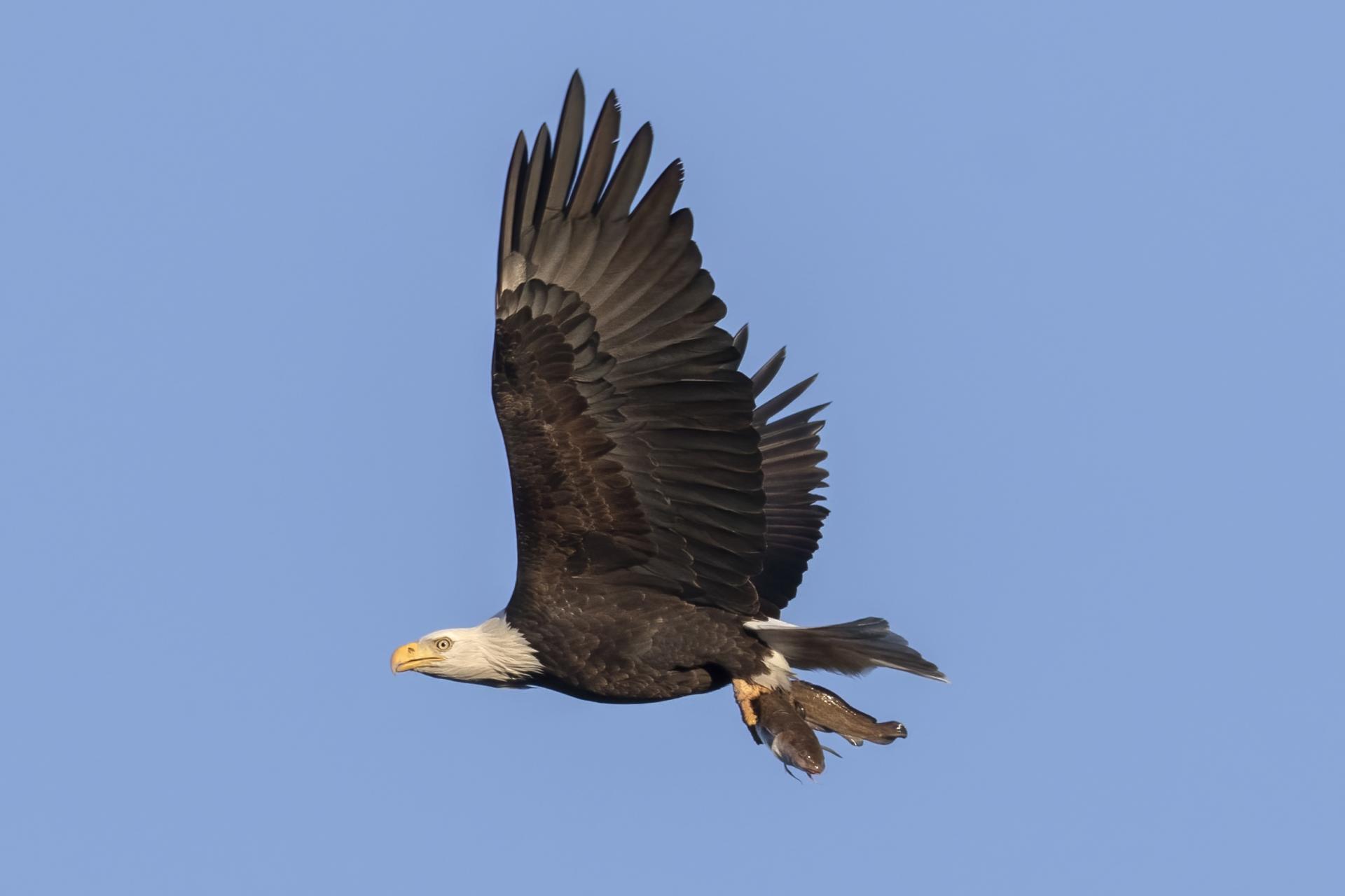 pygargue-a-tete-blanche-bald-eagle