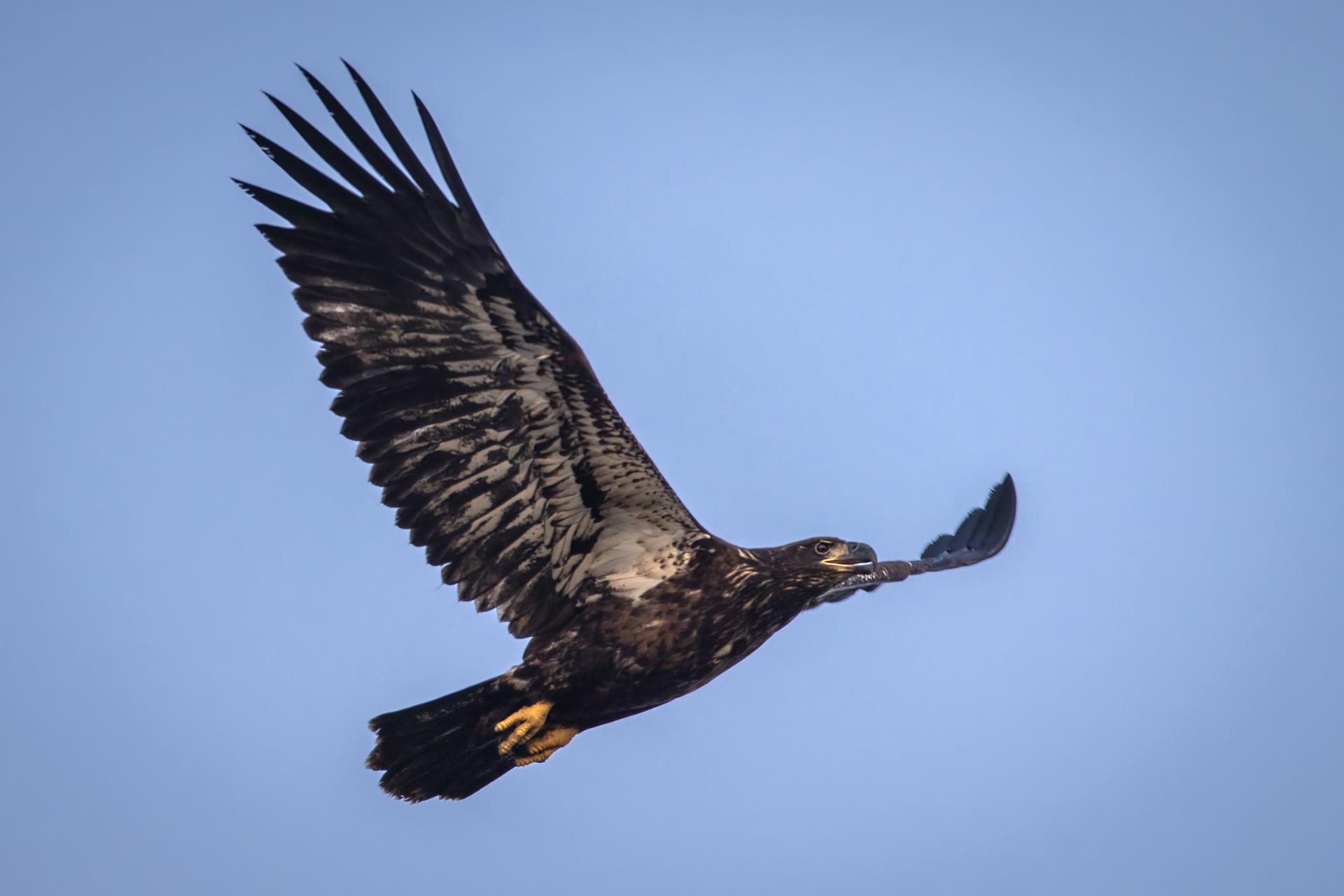 pygargue-a-tete-blanche-bald-eagle