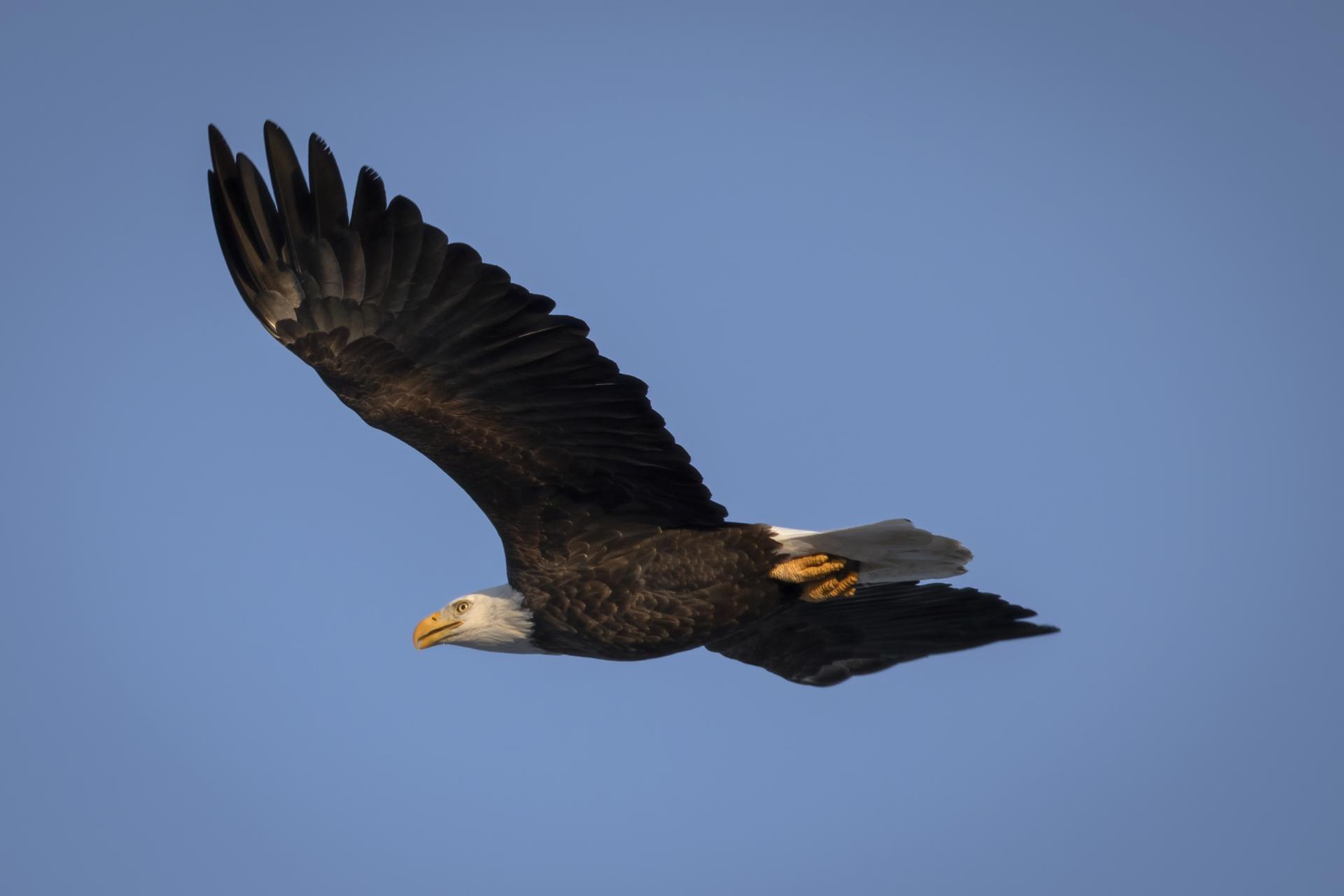 pygargue-a-tete-blanche-bald-eagle