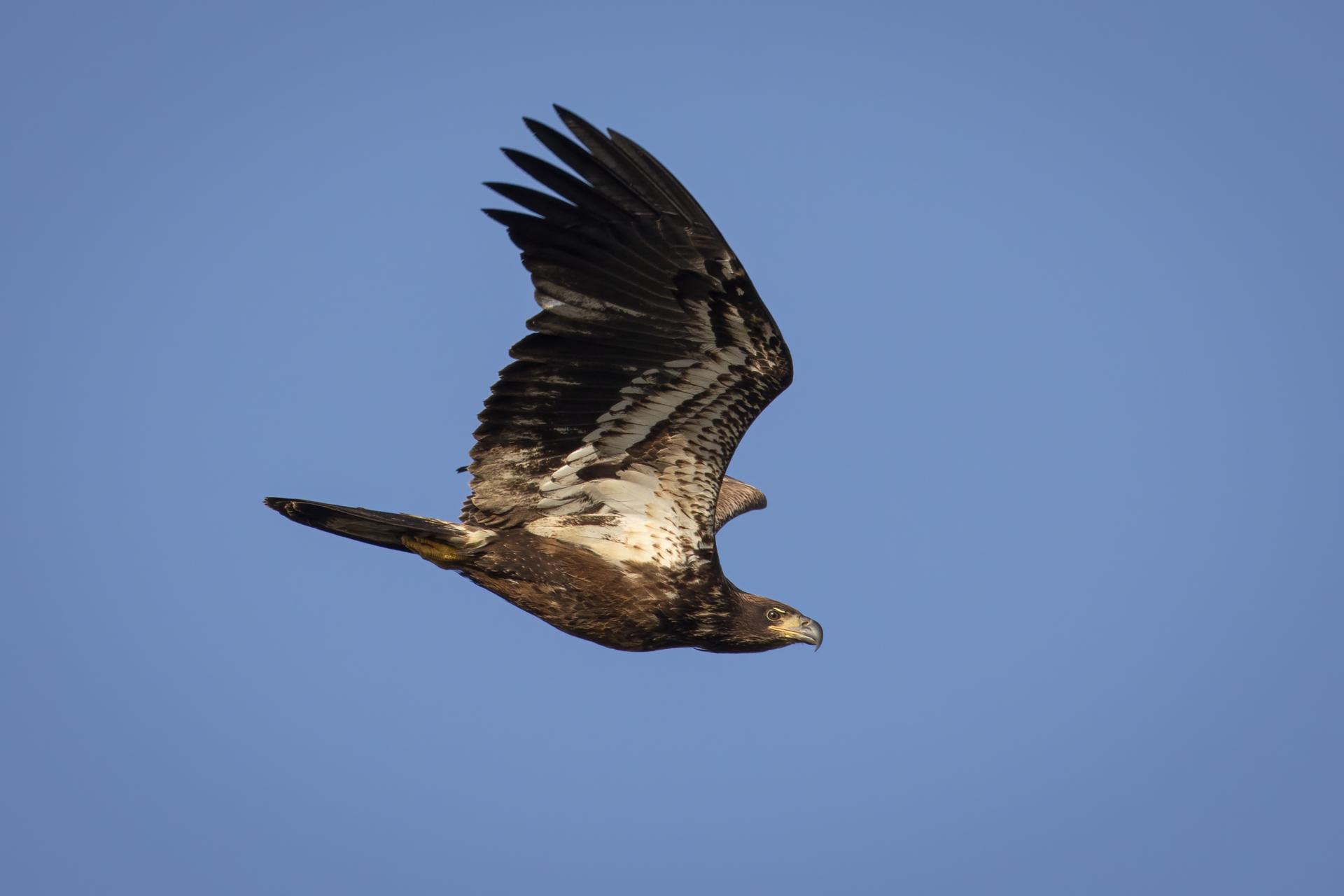 pygargue-a-tete-blanche-bald-eagle