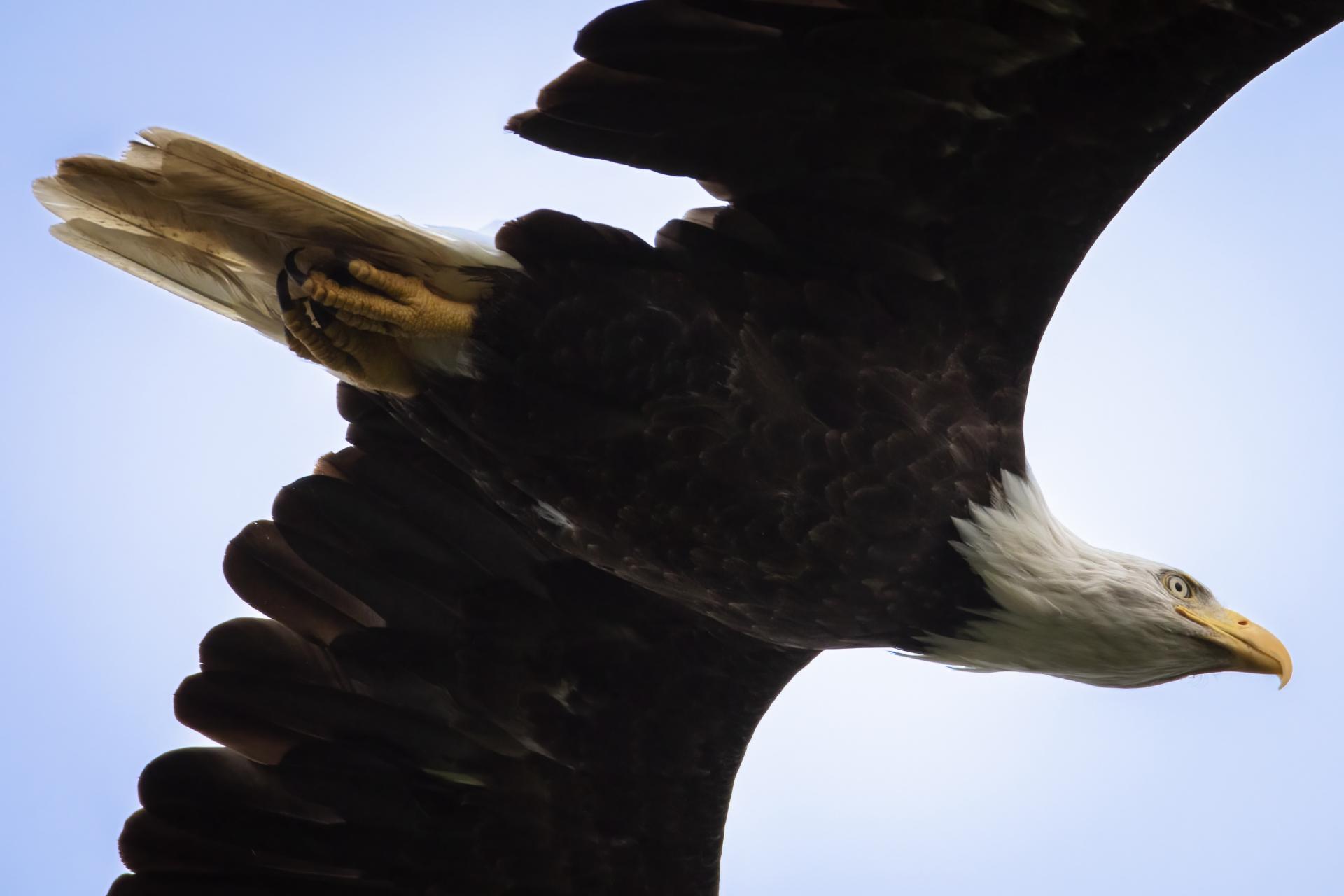 pygargue-a-tete-blanche-bald-eagle