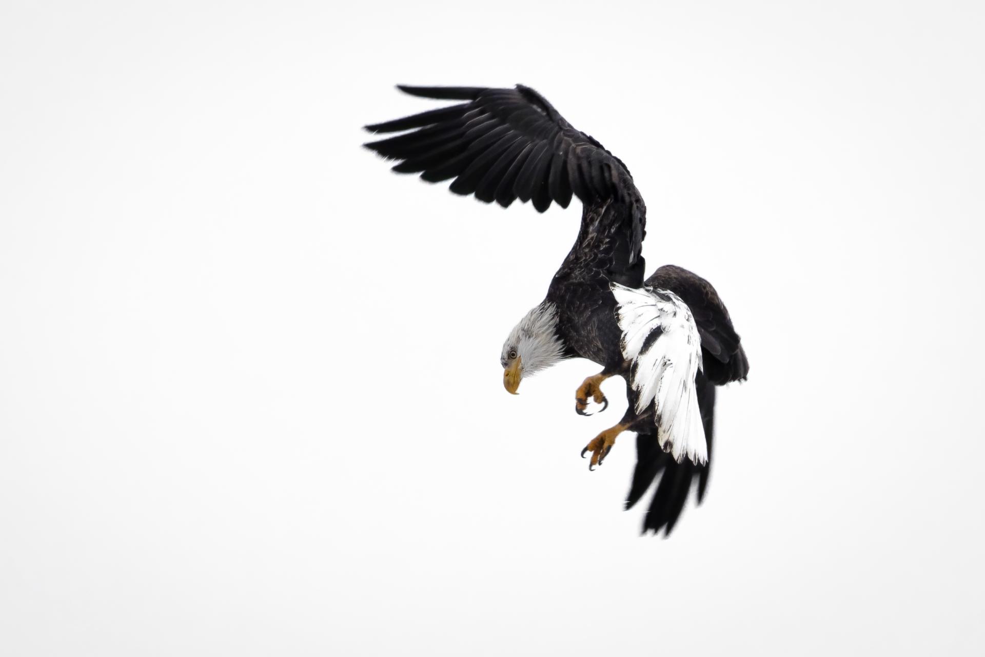 pygargue-a-tete-blanche-bald-eagle
