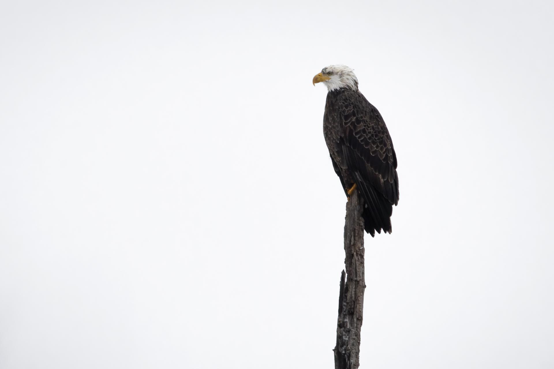 pygargue-a-tete-blanche-bald-eagle