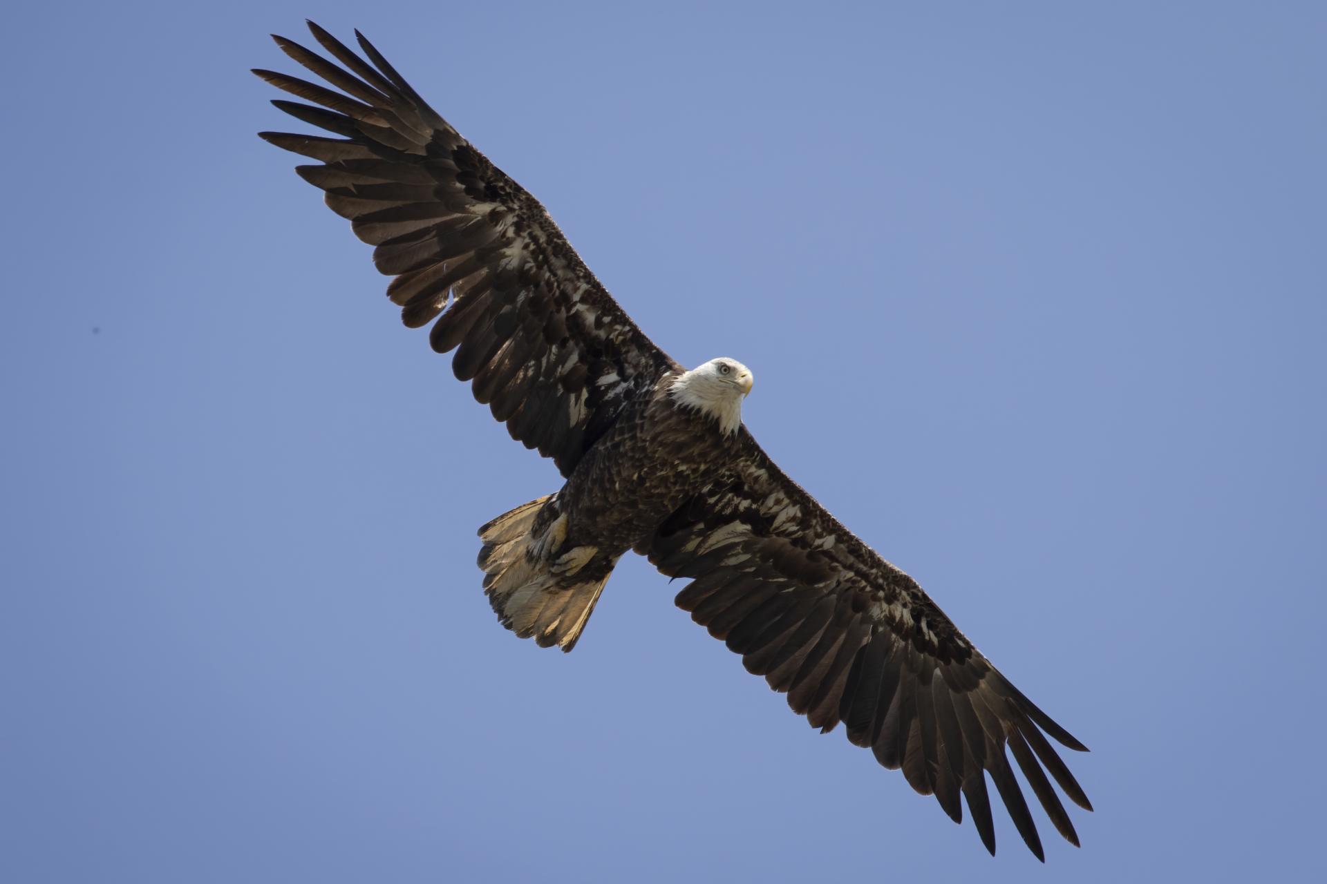pygargue-a-tete-blanche-bald-eagle
