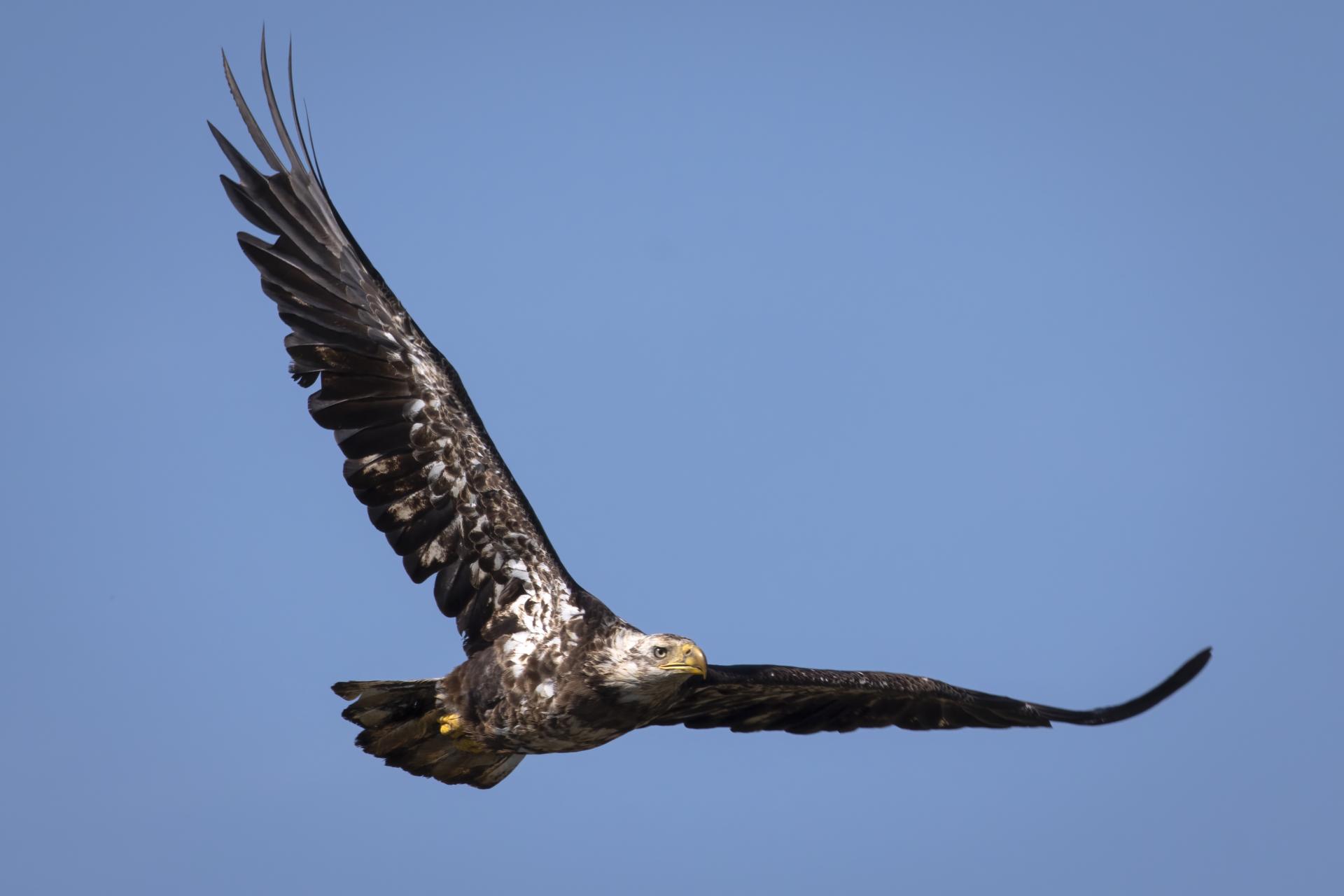 pygargue-a-tete-blanche-bald-eagle