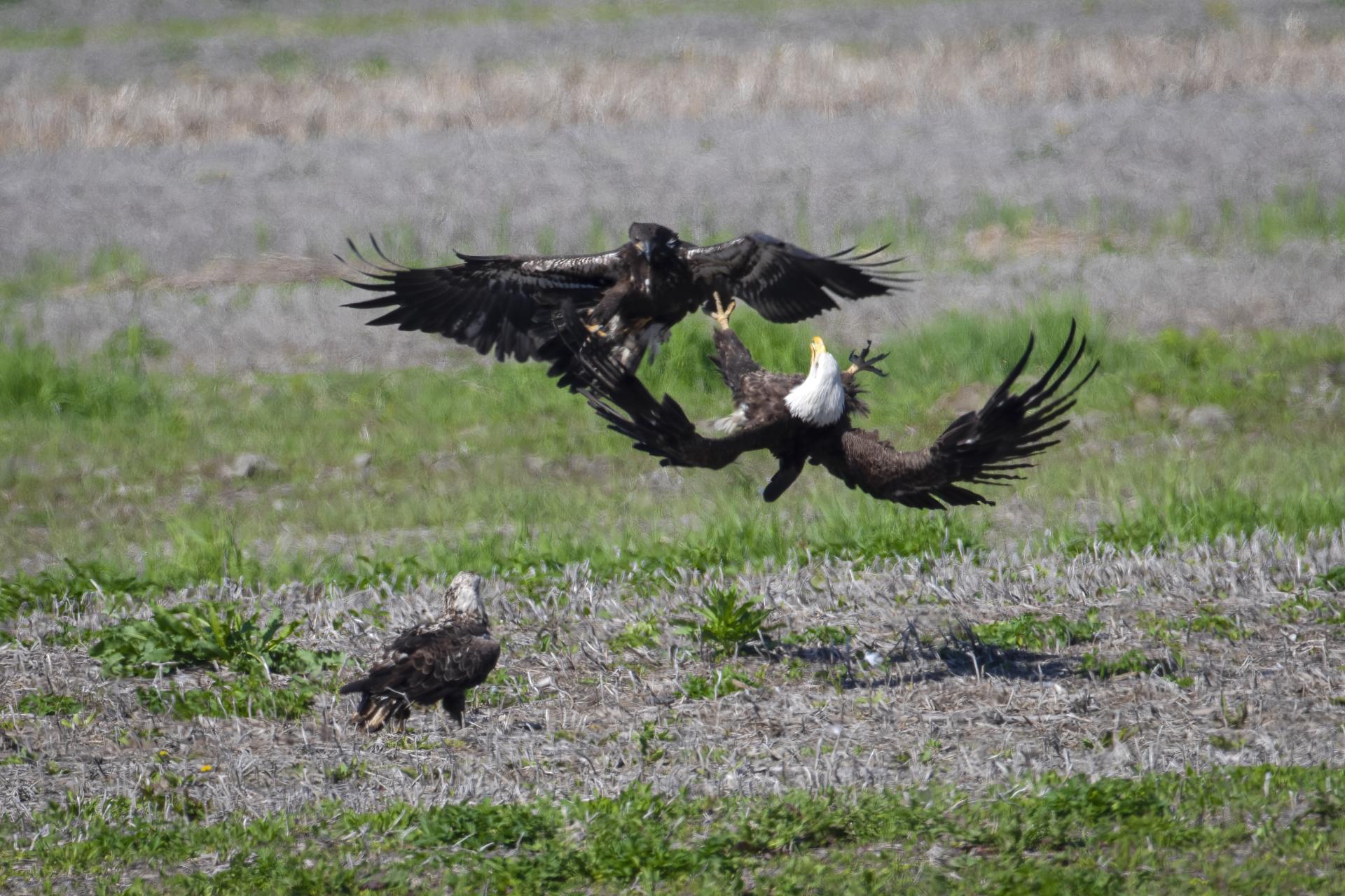 pygargue-a-tete-blanche-bald-eagle