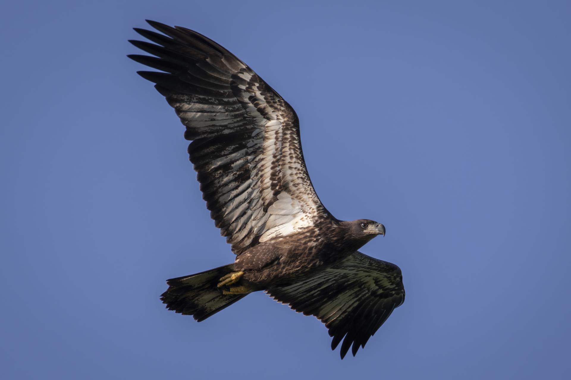pygargue-a-tete-blanche-bald-eagle