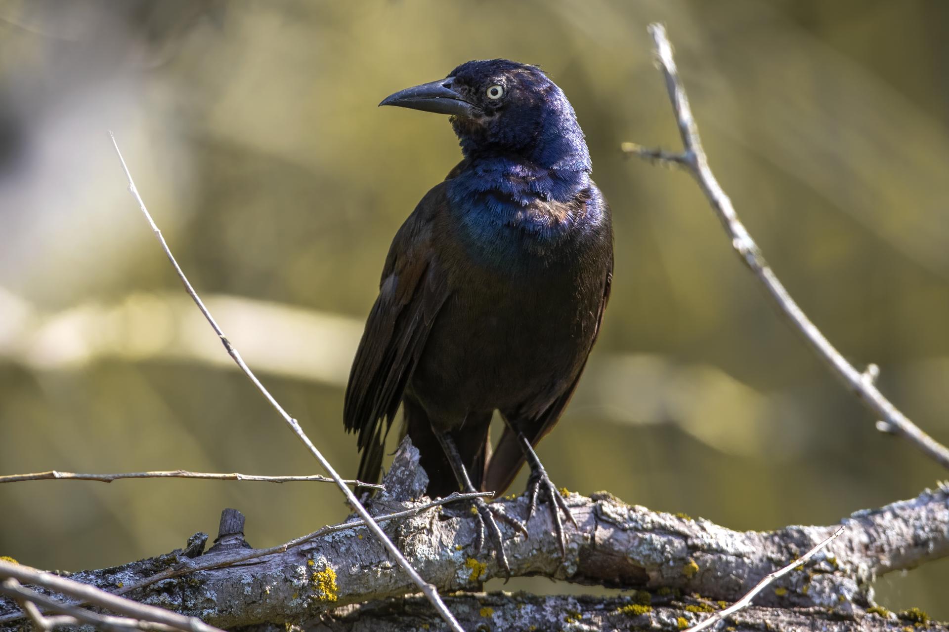 quiscale-bronze-common-grackle