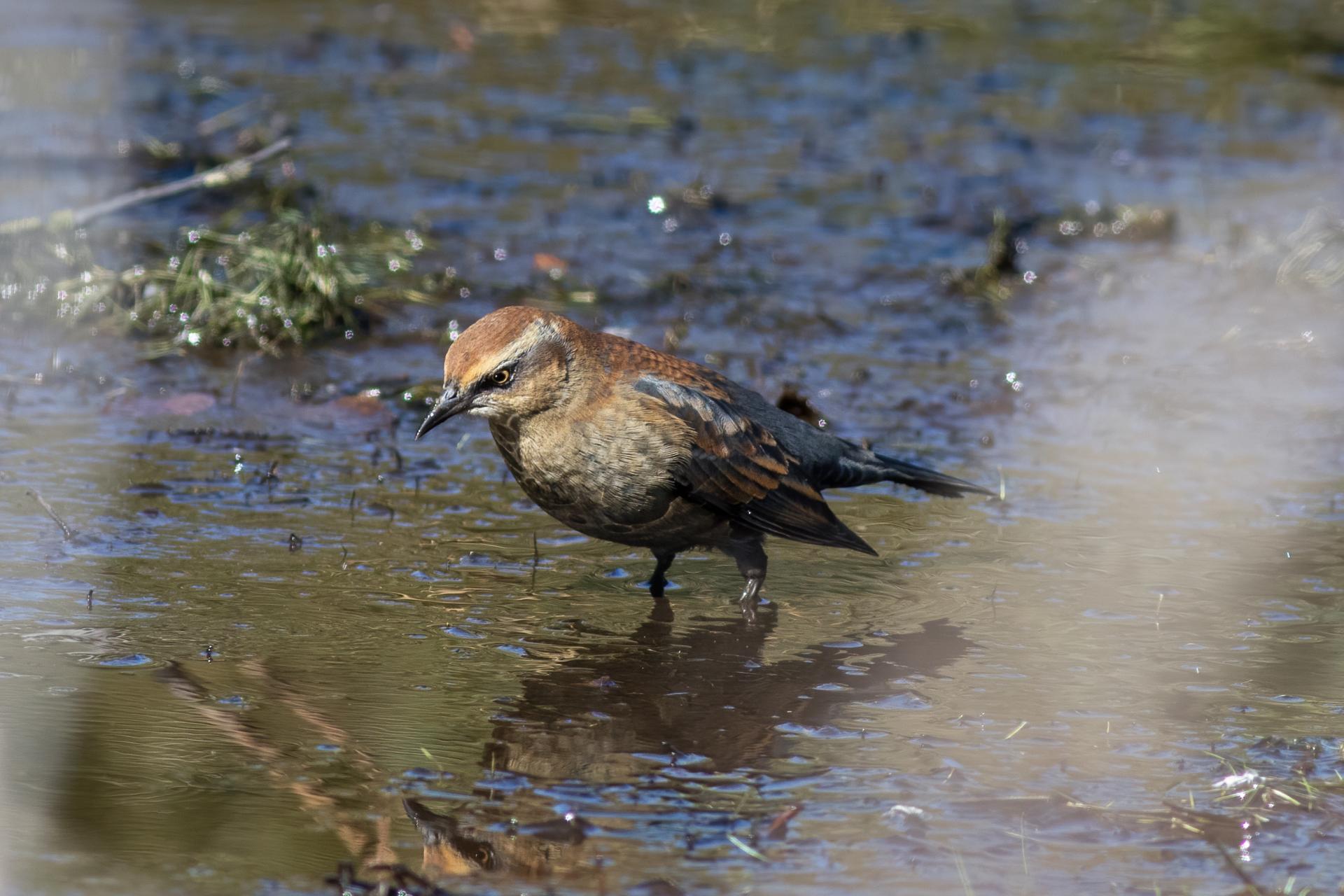 quiscale-rouilleux-rusty-blackbird
