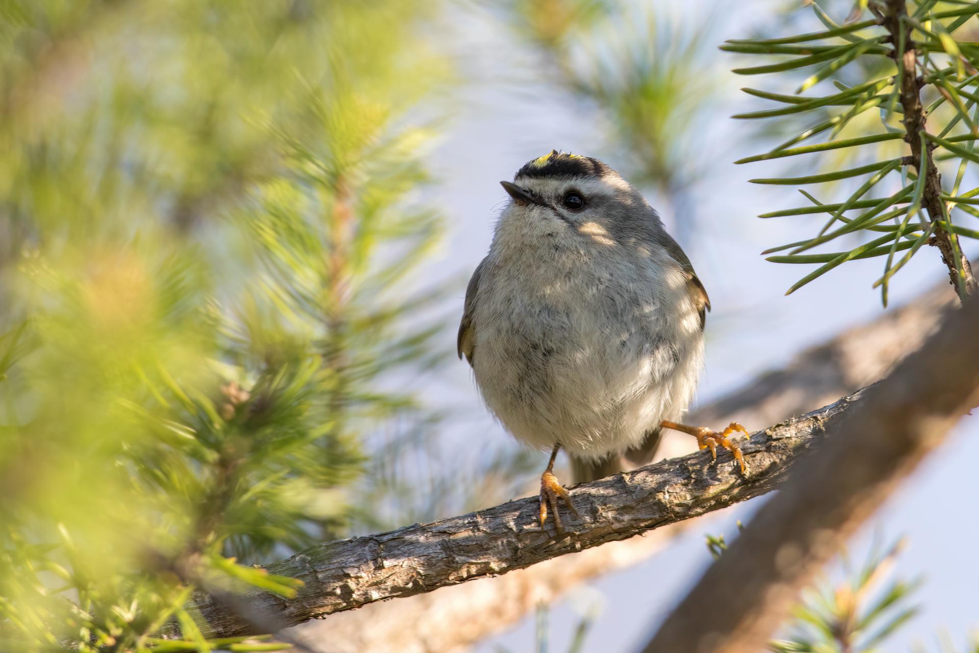 roitelet-a-couronne-doree-golden-crowned-kinglet