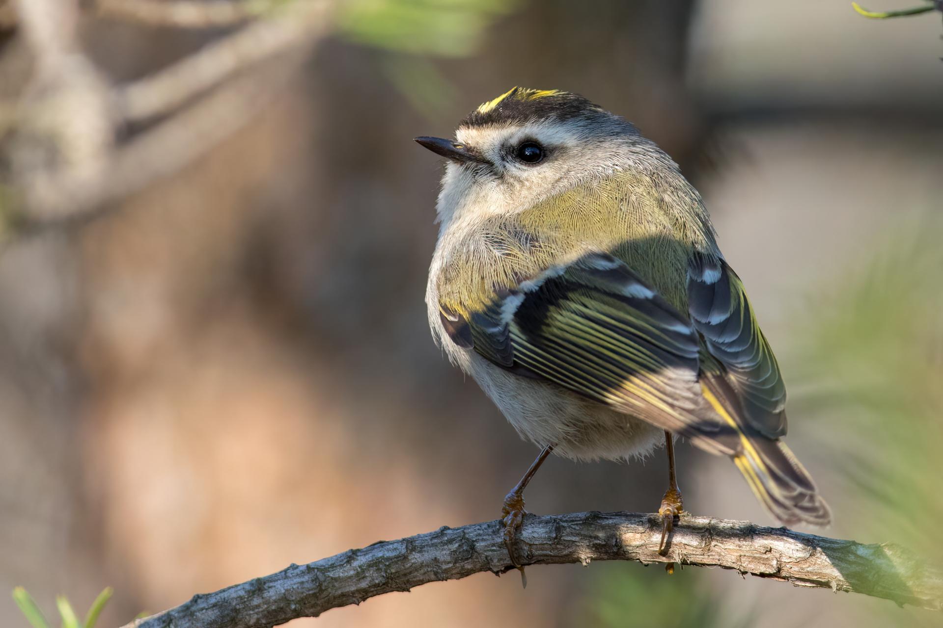 roitelet-a-couronne-doree-golden-crowned-kinglet