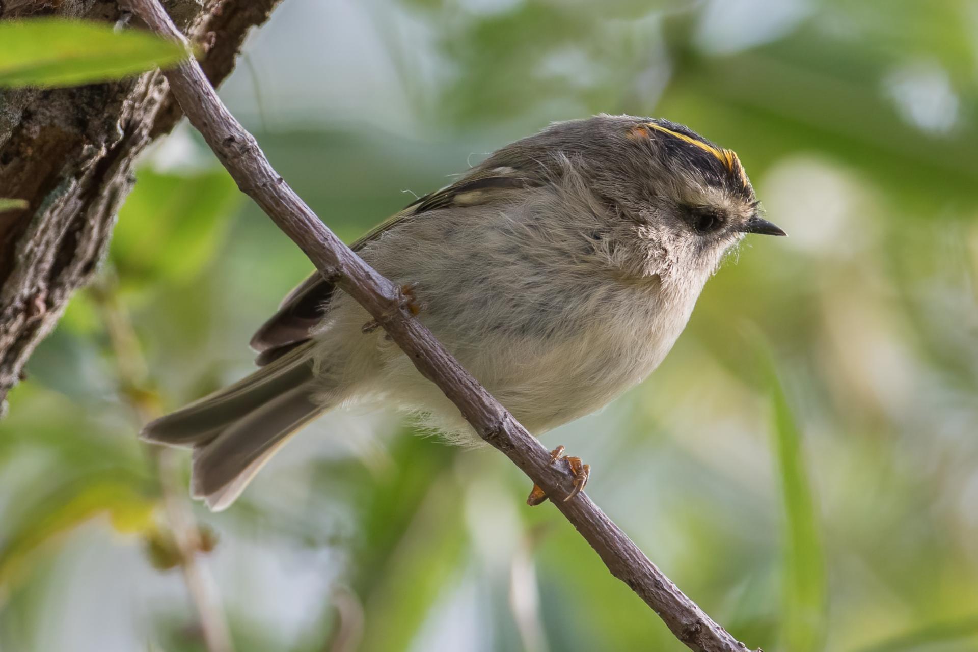 roitelet-a-couronne-doree-golden-crowned-kinglet