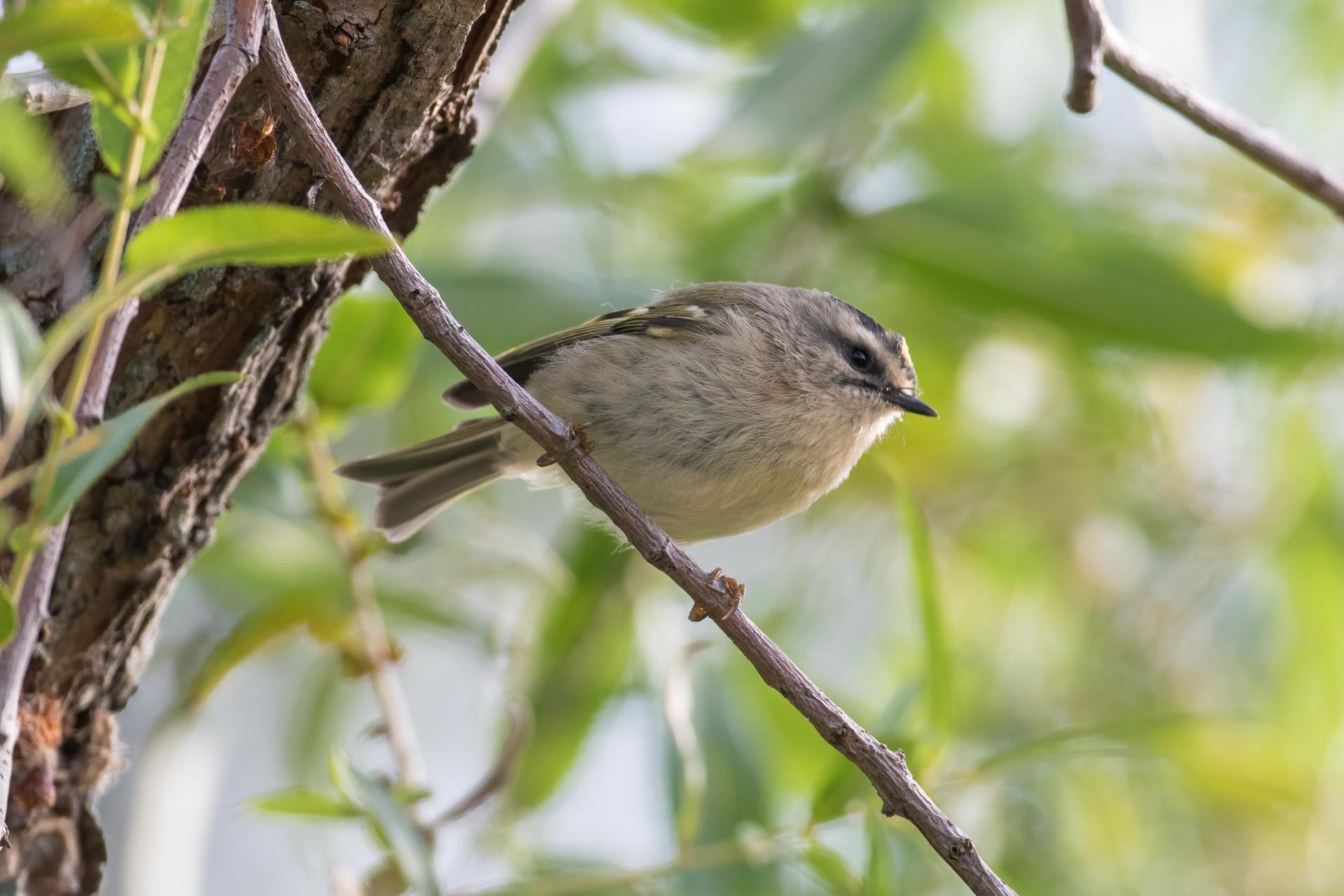 roitelet-a-couronne-doree-golden-crowned-kinglet