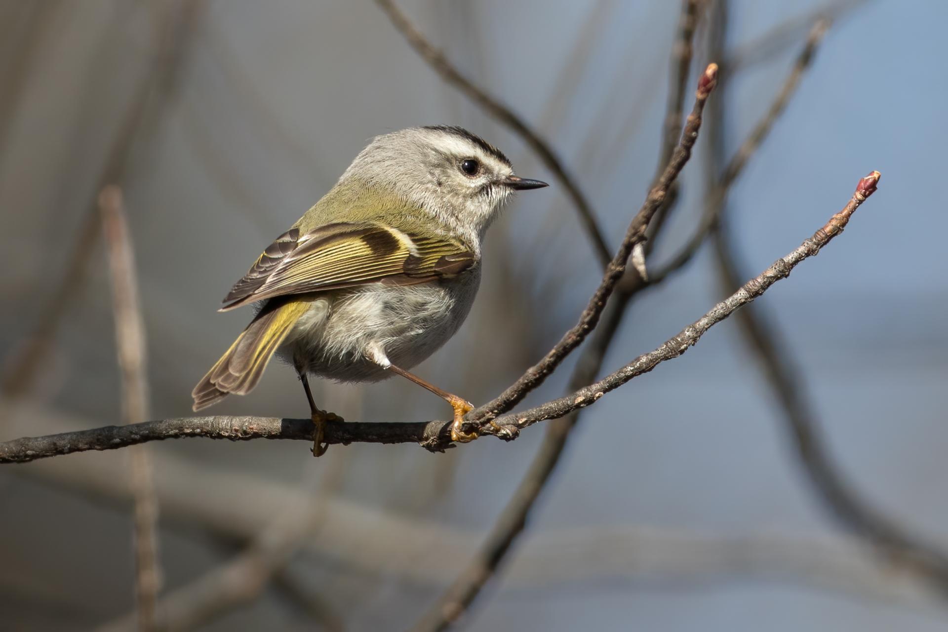 roitelet-a-couronne-doree-golden-crowned-kinglet
