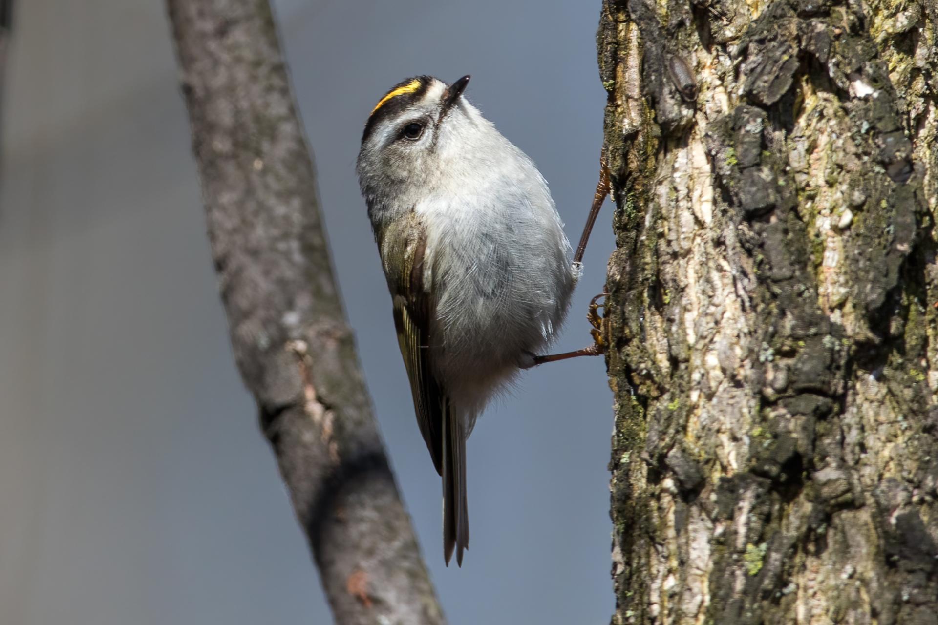 roitelet-a-couronne-doree-golden-crowned-kinglet
