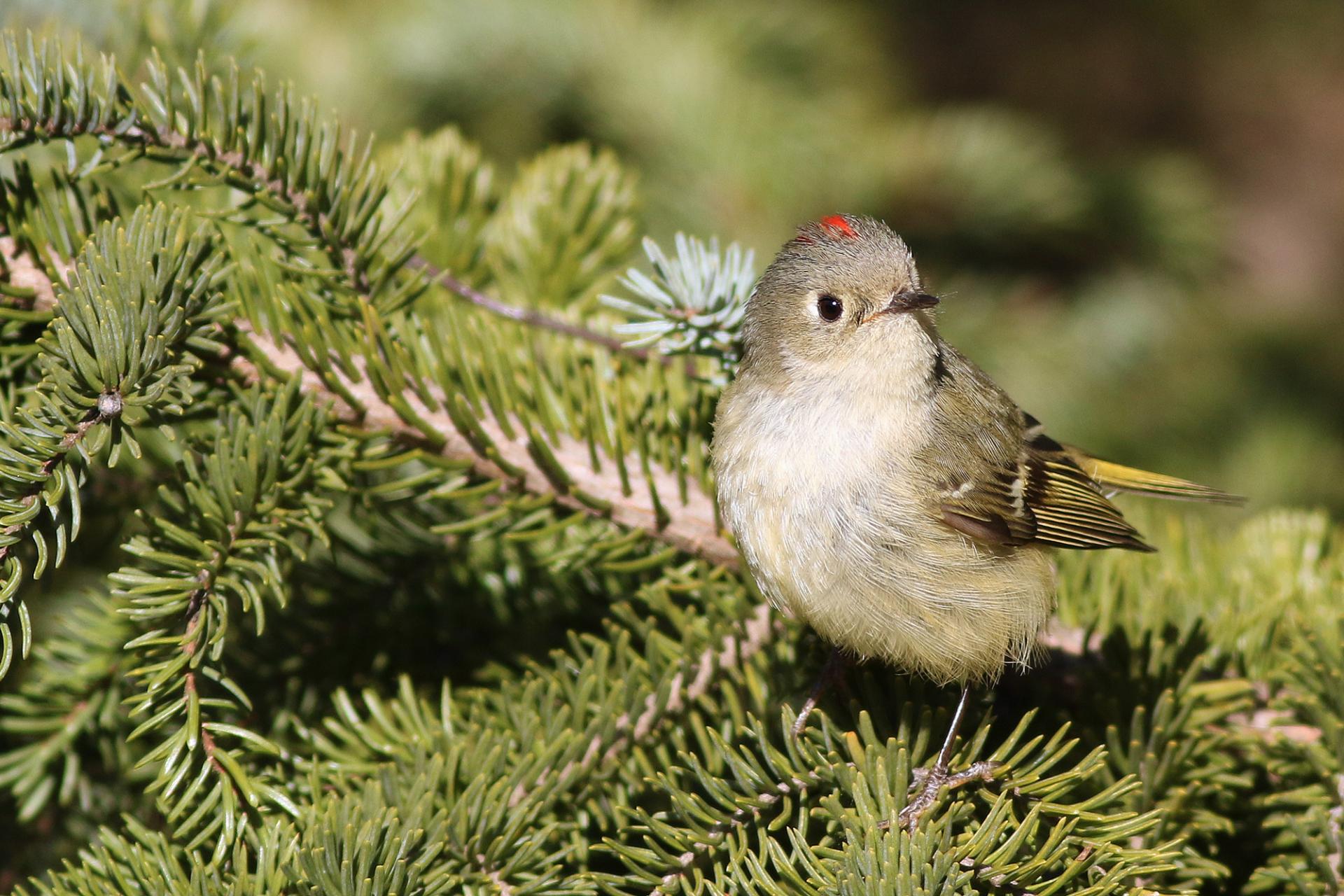 roitelet-a-couronne-rubis-ruby-crowned-kinglet