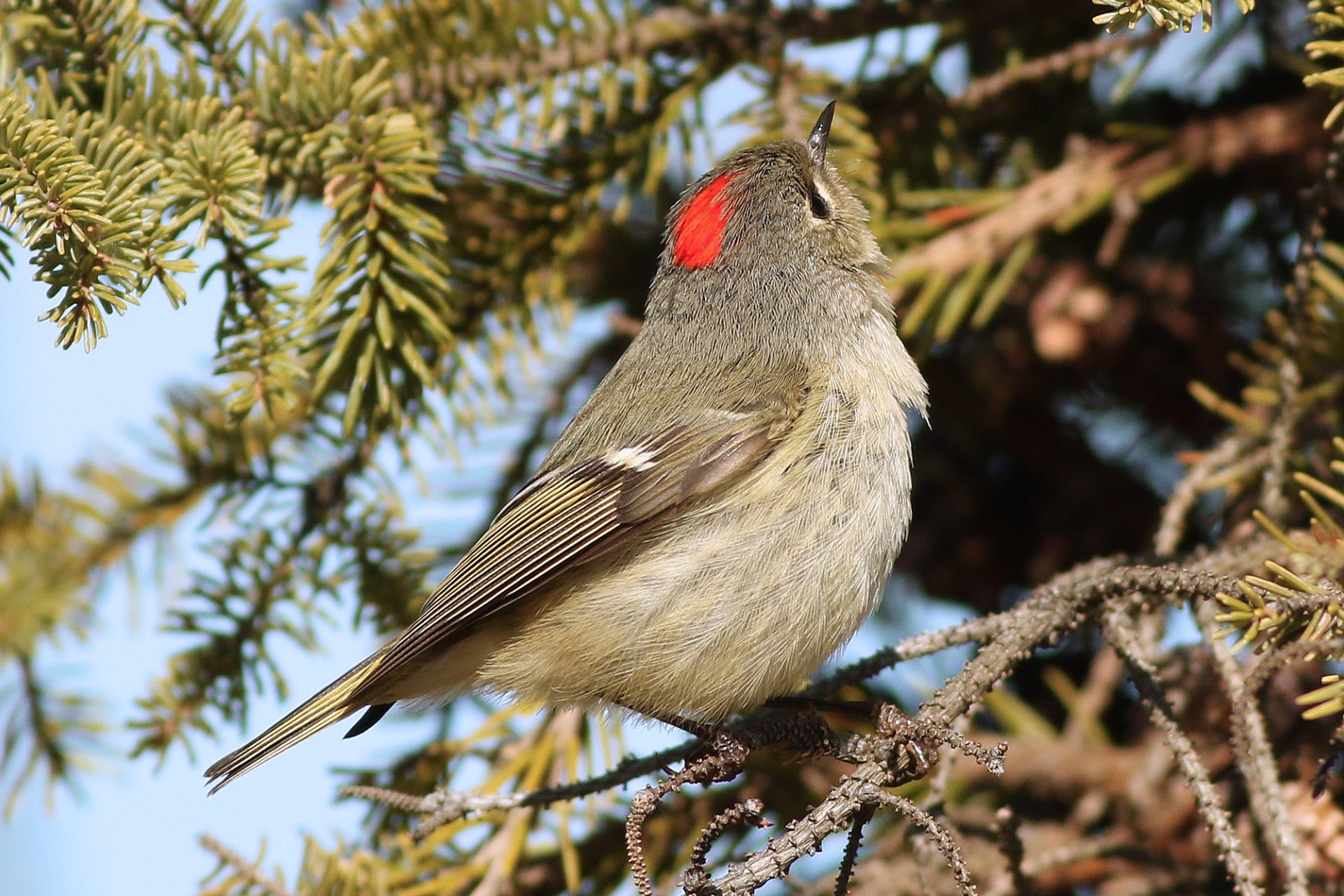 roitelet-a-couronne-rubis-ruby-crowned-kinglet