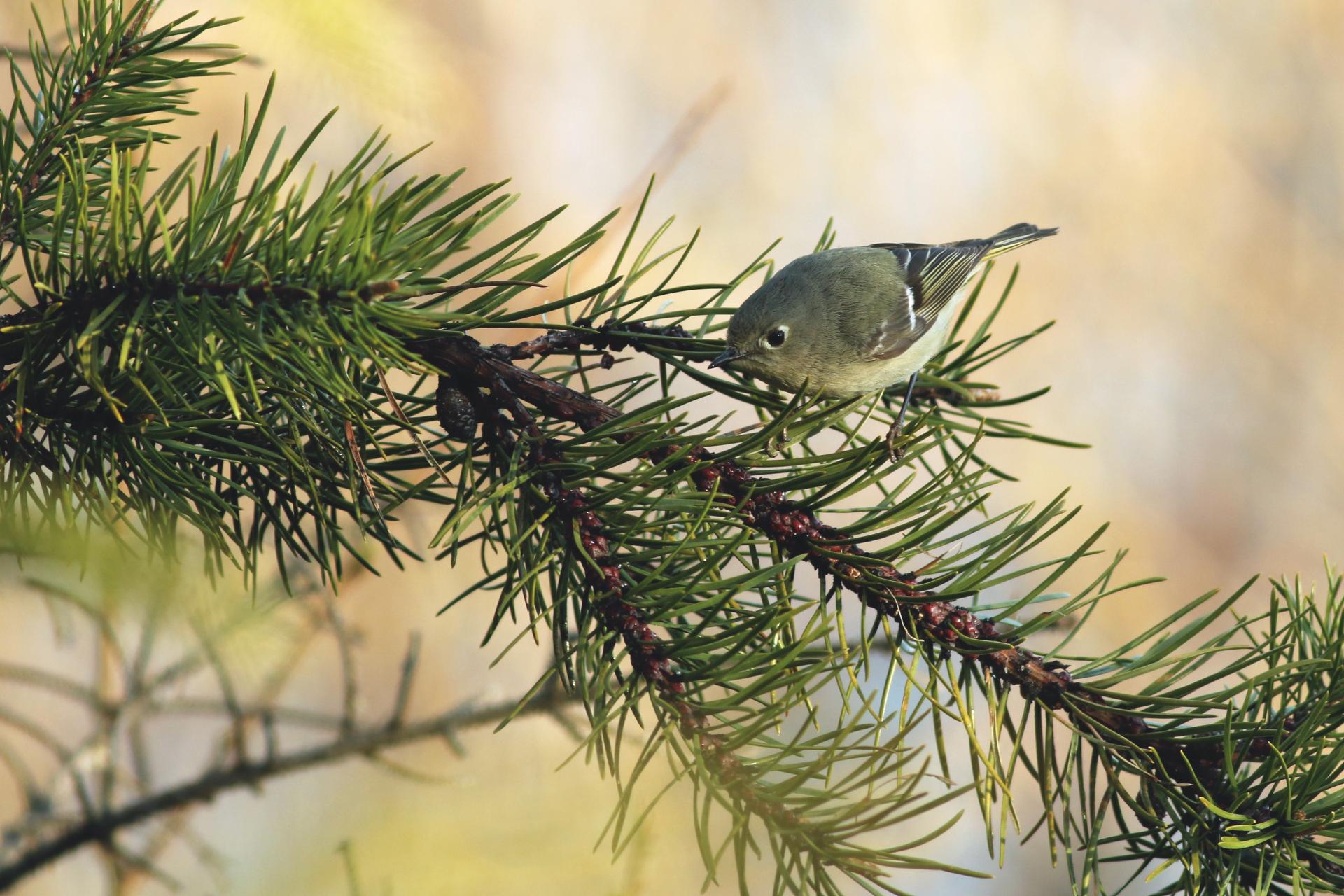 roitelet-a-couronne-rubis-ruby-crowned-kinglet