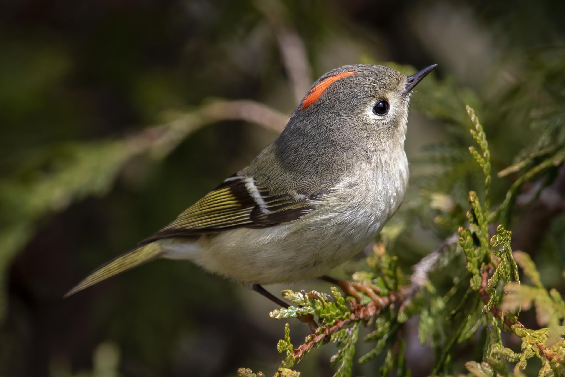 roitelet-a-couronne-rubis-ruby-crowned-kinglet