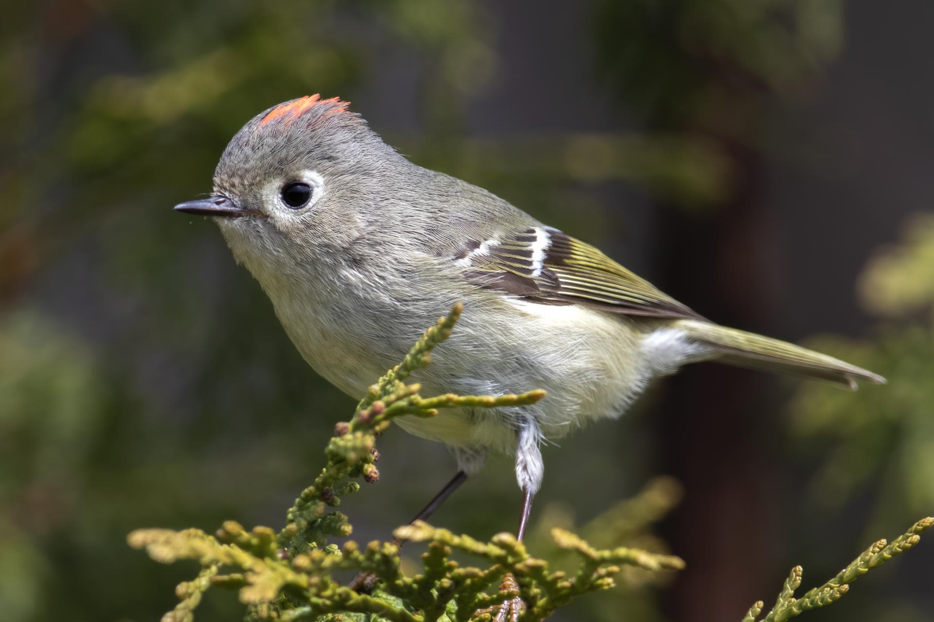 roitelet-a-couronne-rubis-ruby-crowned-kinglet