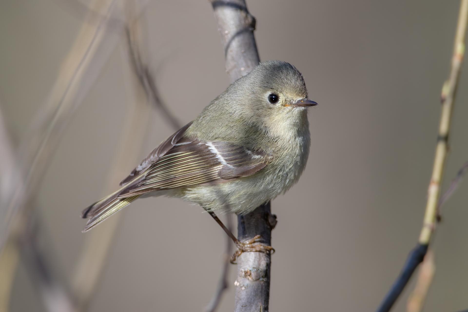 roitelet-a-couronne-rubis-ruby-crowned-kinglet