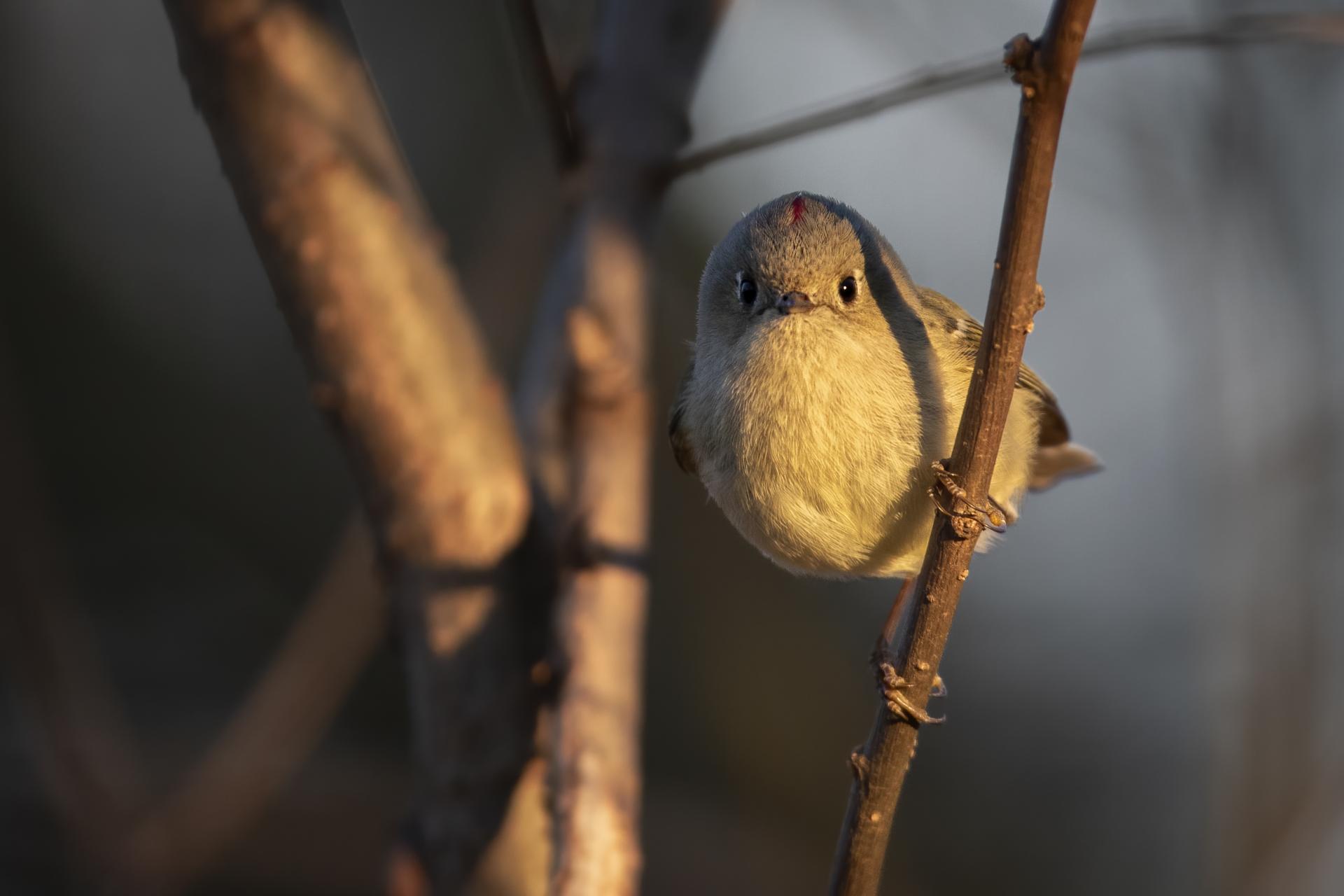 roitelet-a-couronne-rubis-ruby-crowned-kinglet