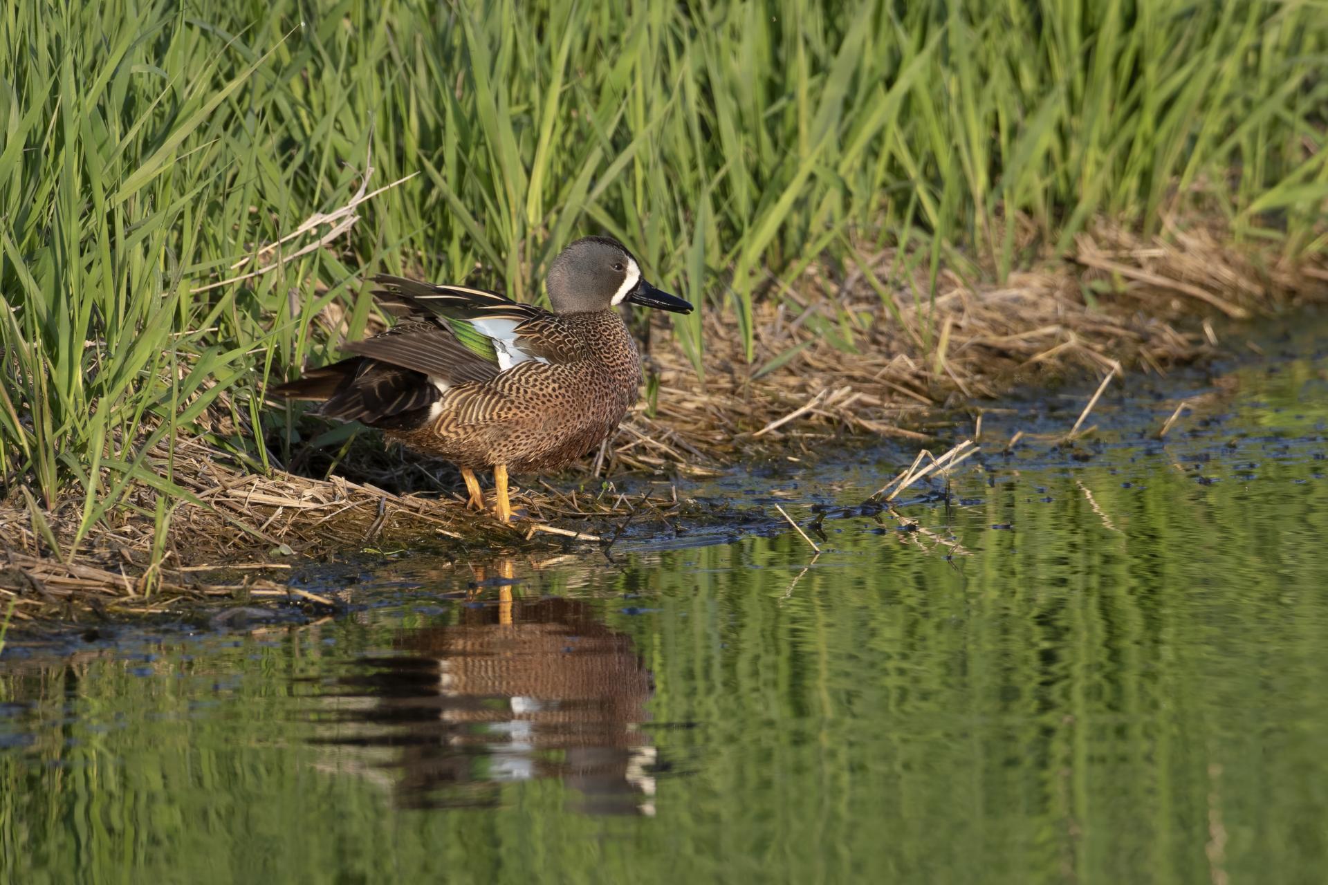 sarcelle-a-ailes-bleues