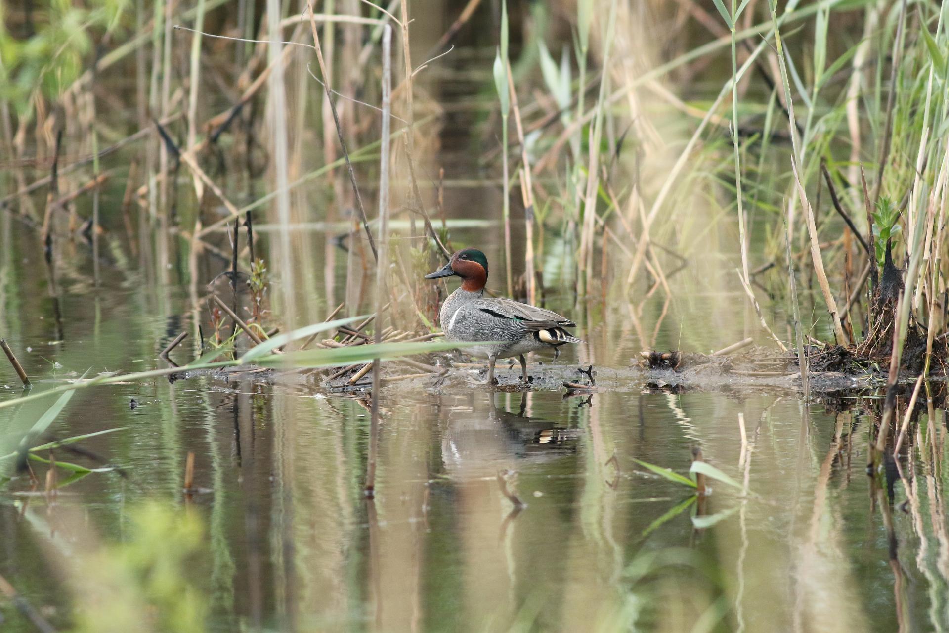 sarcelle-d-hiver-green-winged-teal