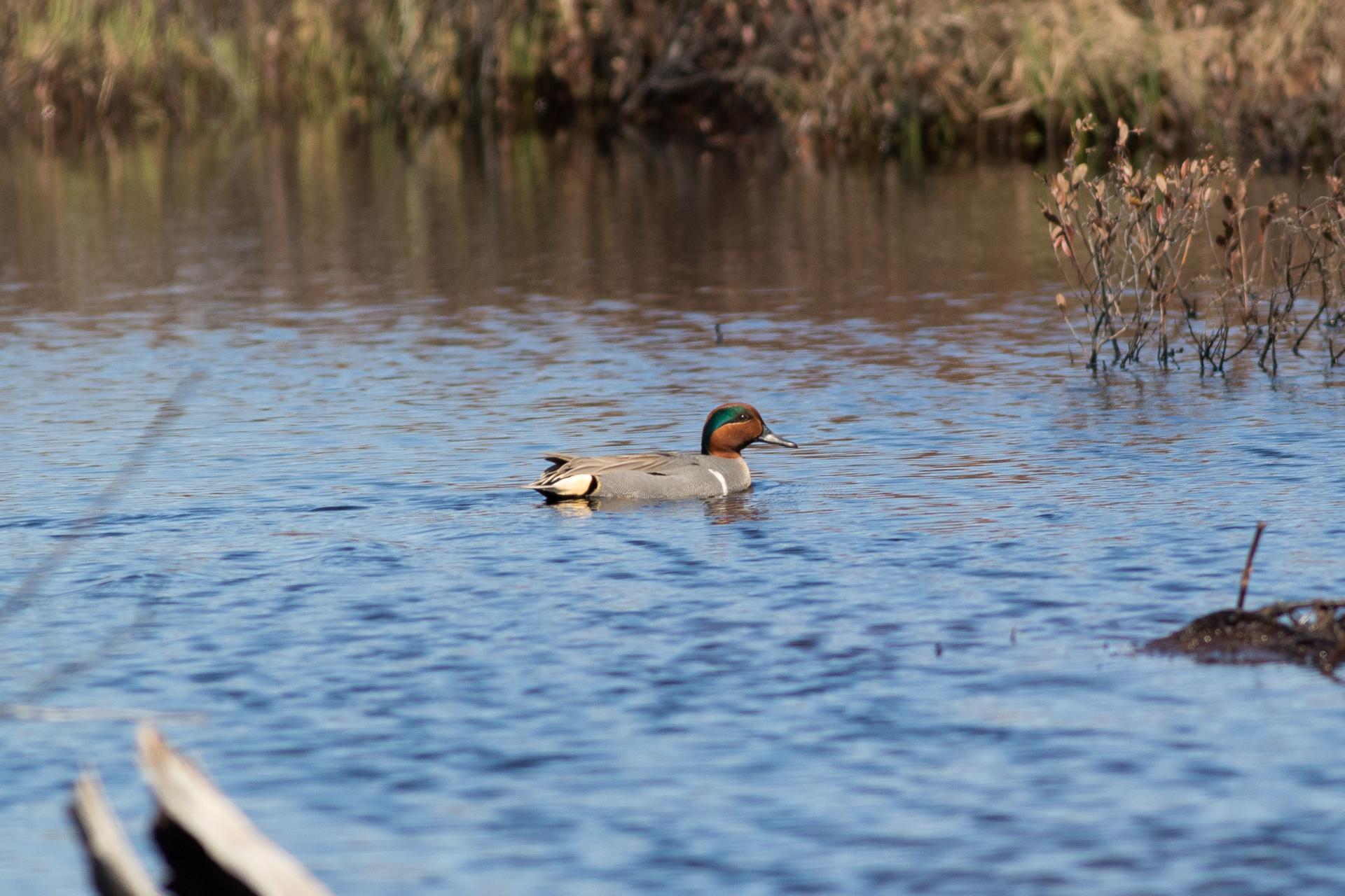sarcelle-d-hiver-green-winged-teal