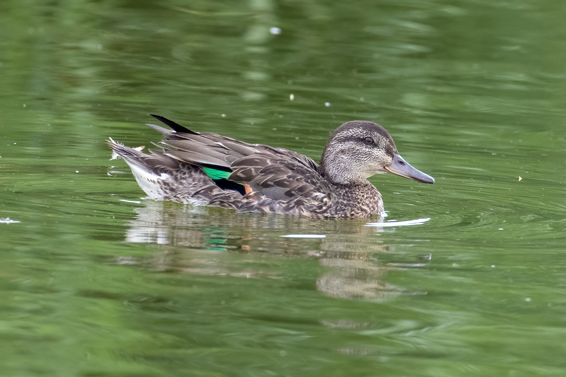 sarcelle-d-hiver-green-winged-teal