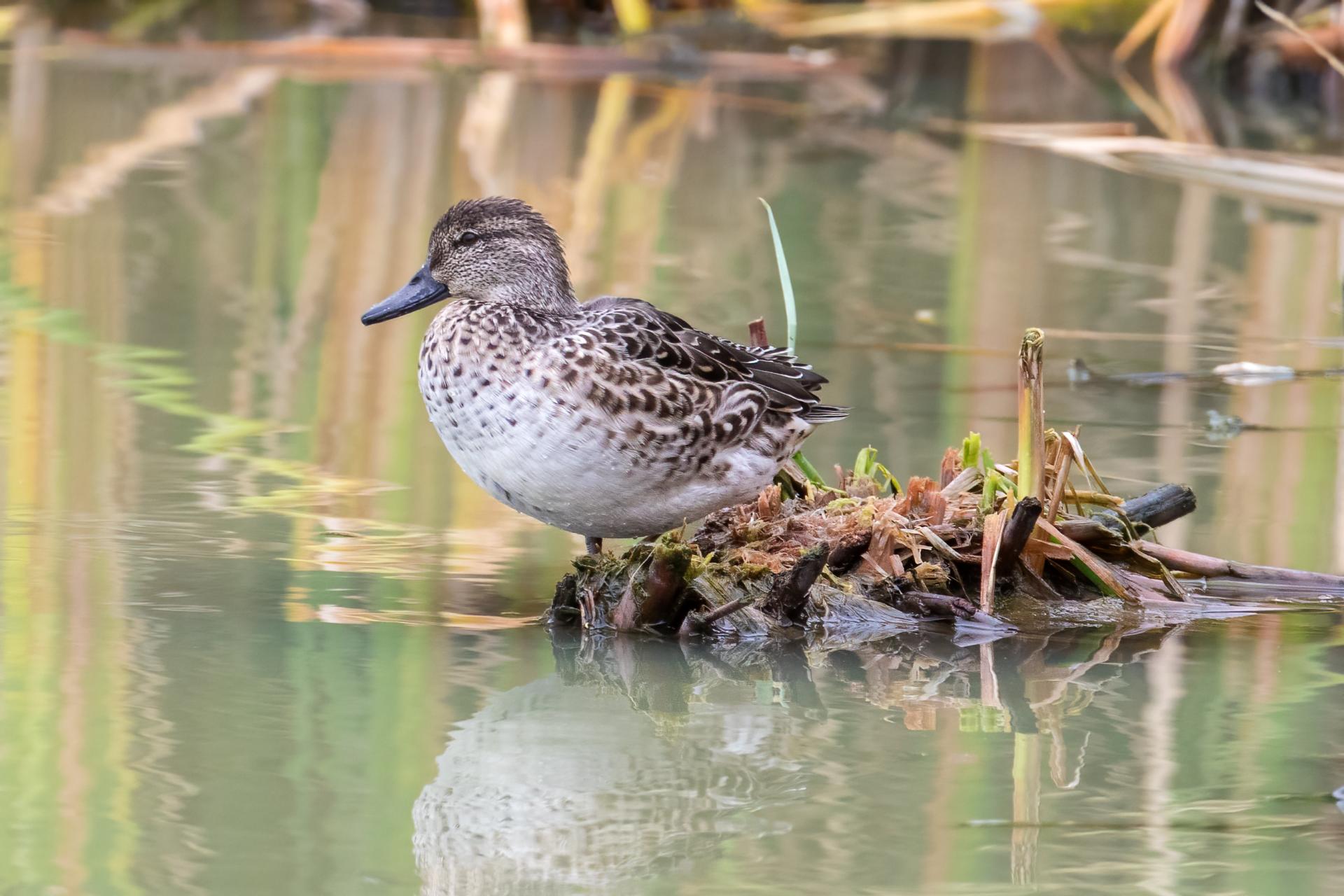 sarcelle-d-hiver-green-winged-teal