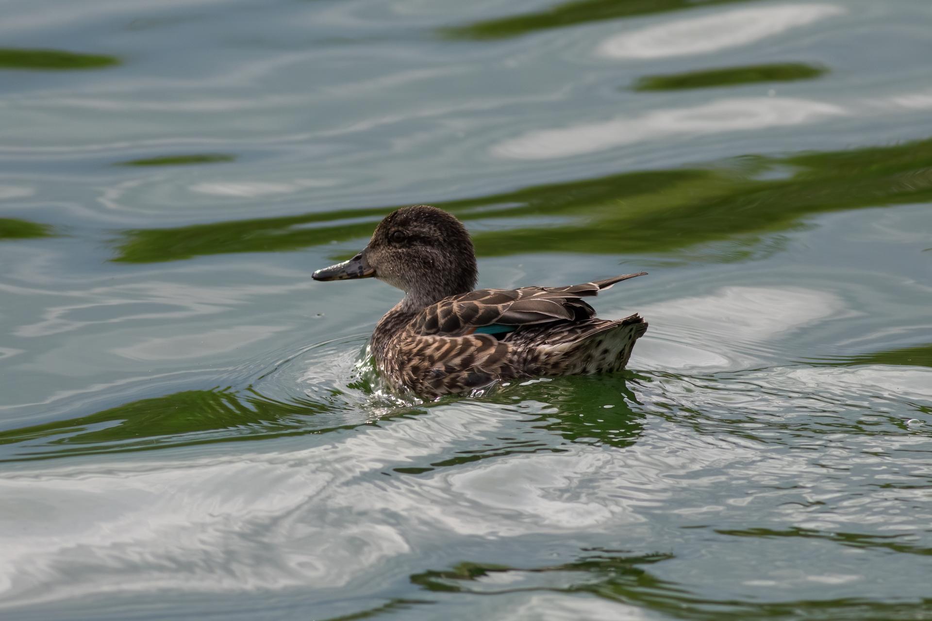 sarcelle-d-hiver-green-winged-teal