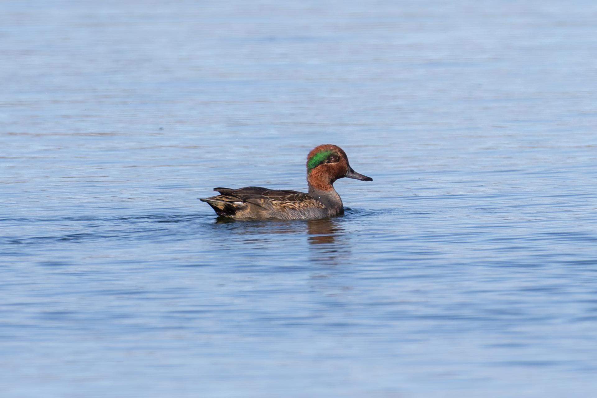 sarcelle-d-hiver-green-winged-teal