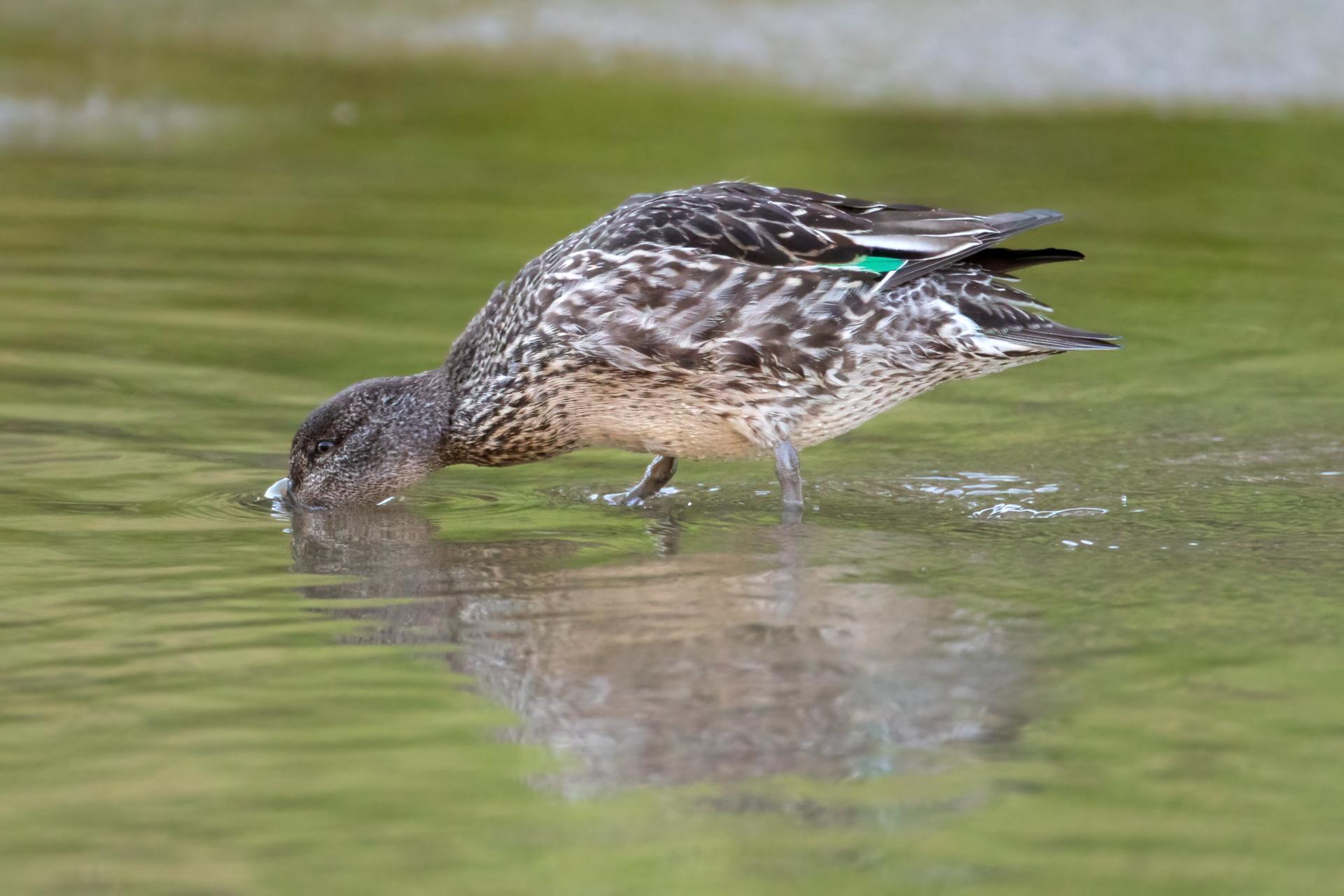 sarcelle-d-hiver-green-winged-teal