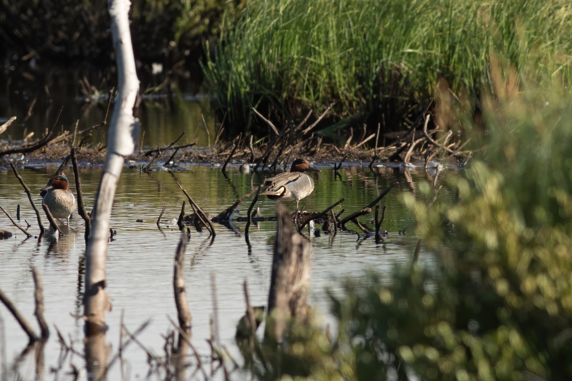 sarcelle-d-hiver-green-winged-teal