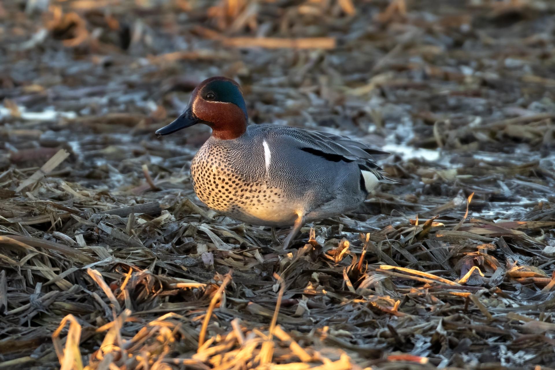 sarcelle-d-hiver-green-winged-teal