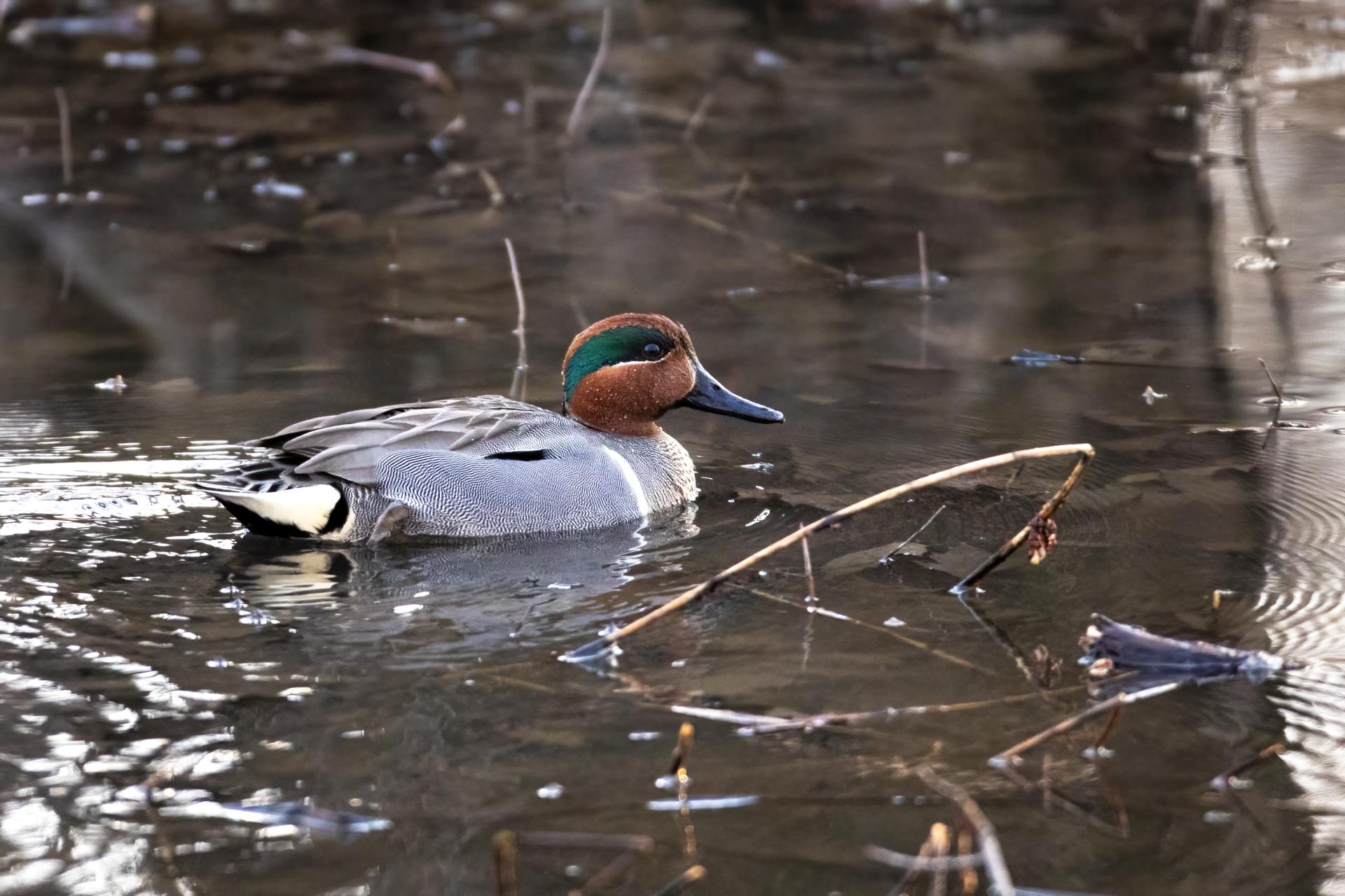 sarcelle-d-hiver-green-winged-teal