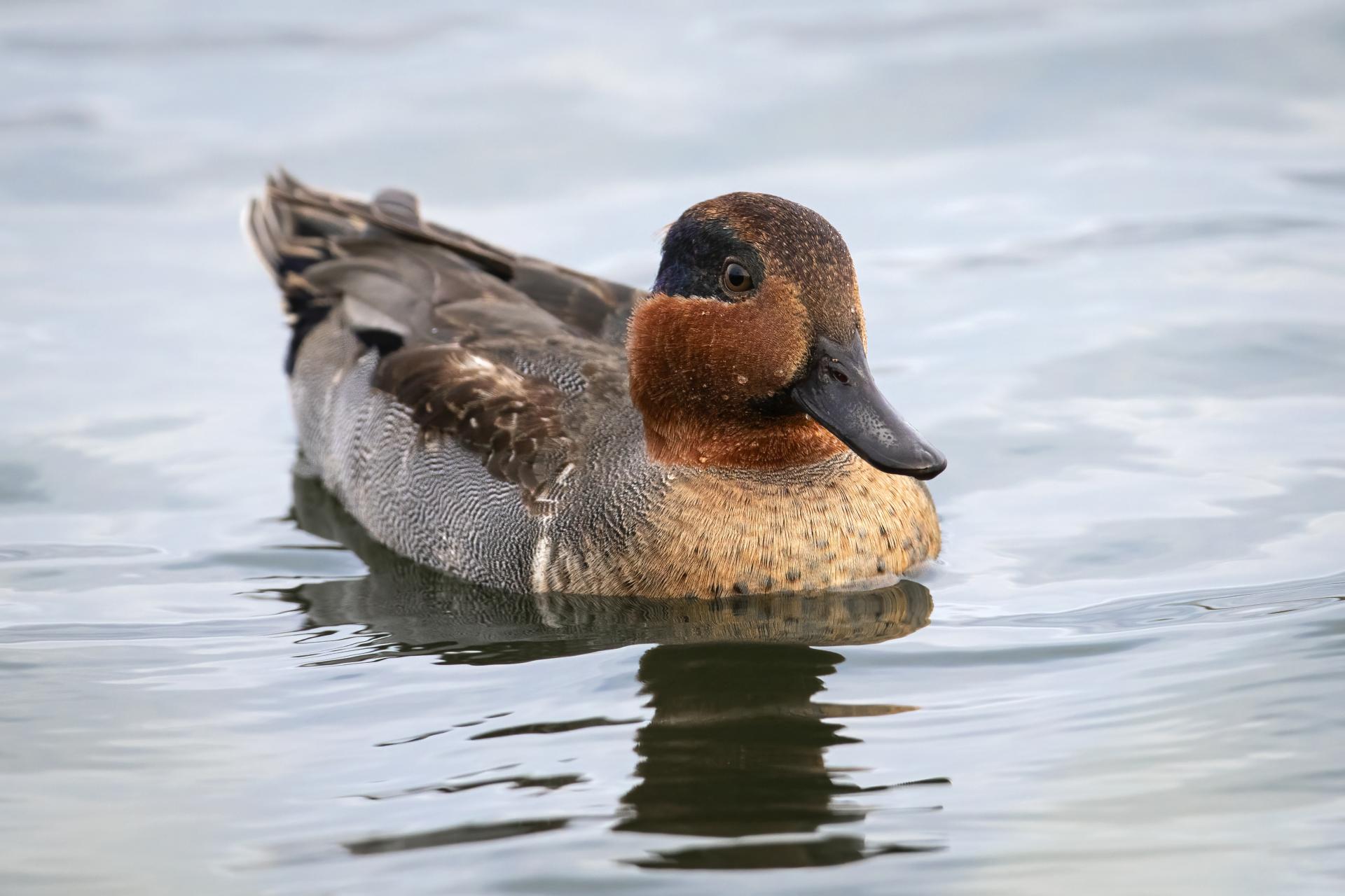 sarcelle-d-hiver-green-winged-teal