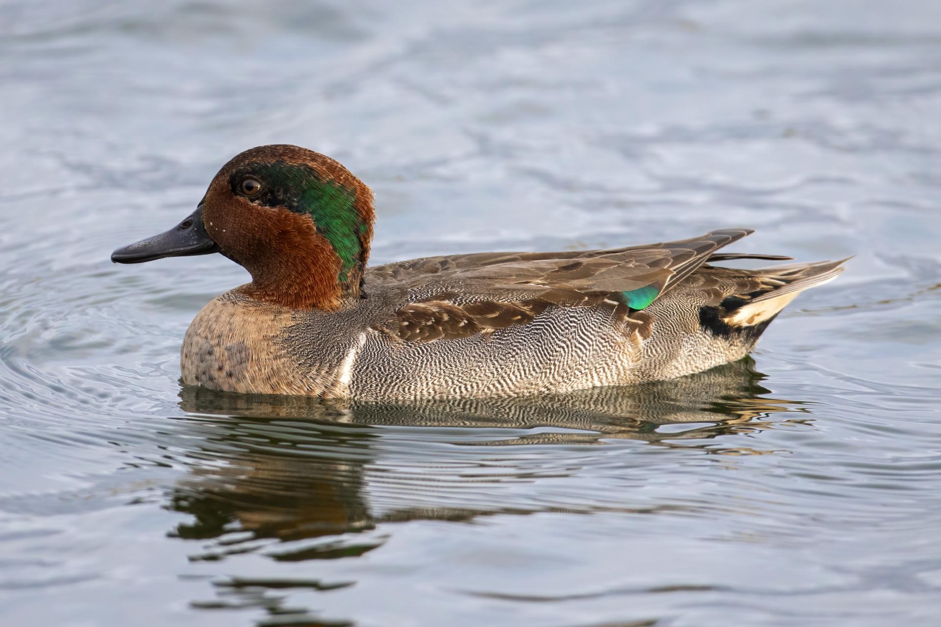 sarcelle-d-hiver-green-winged-teal