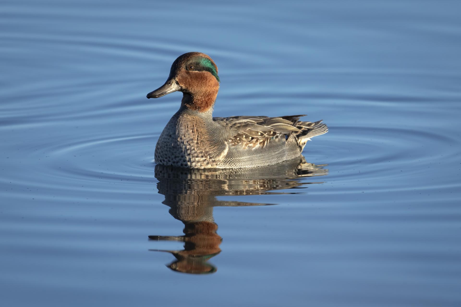 sarcelle-d-hiver-green-winged-teal