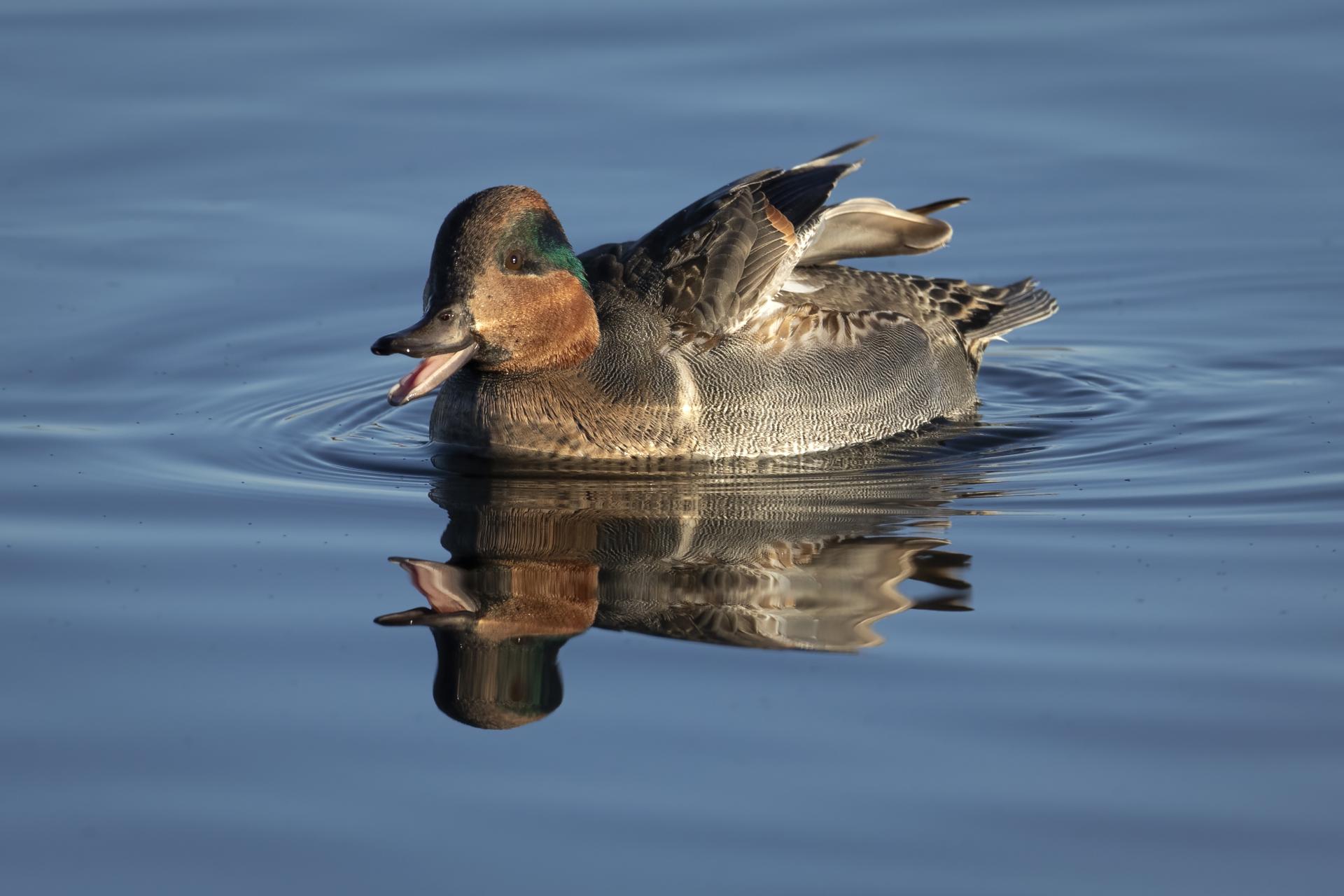 sarcelle-d-hiver-green-winged-teal