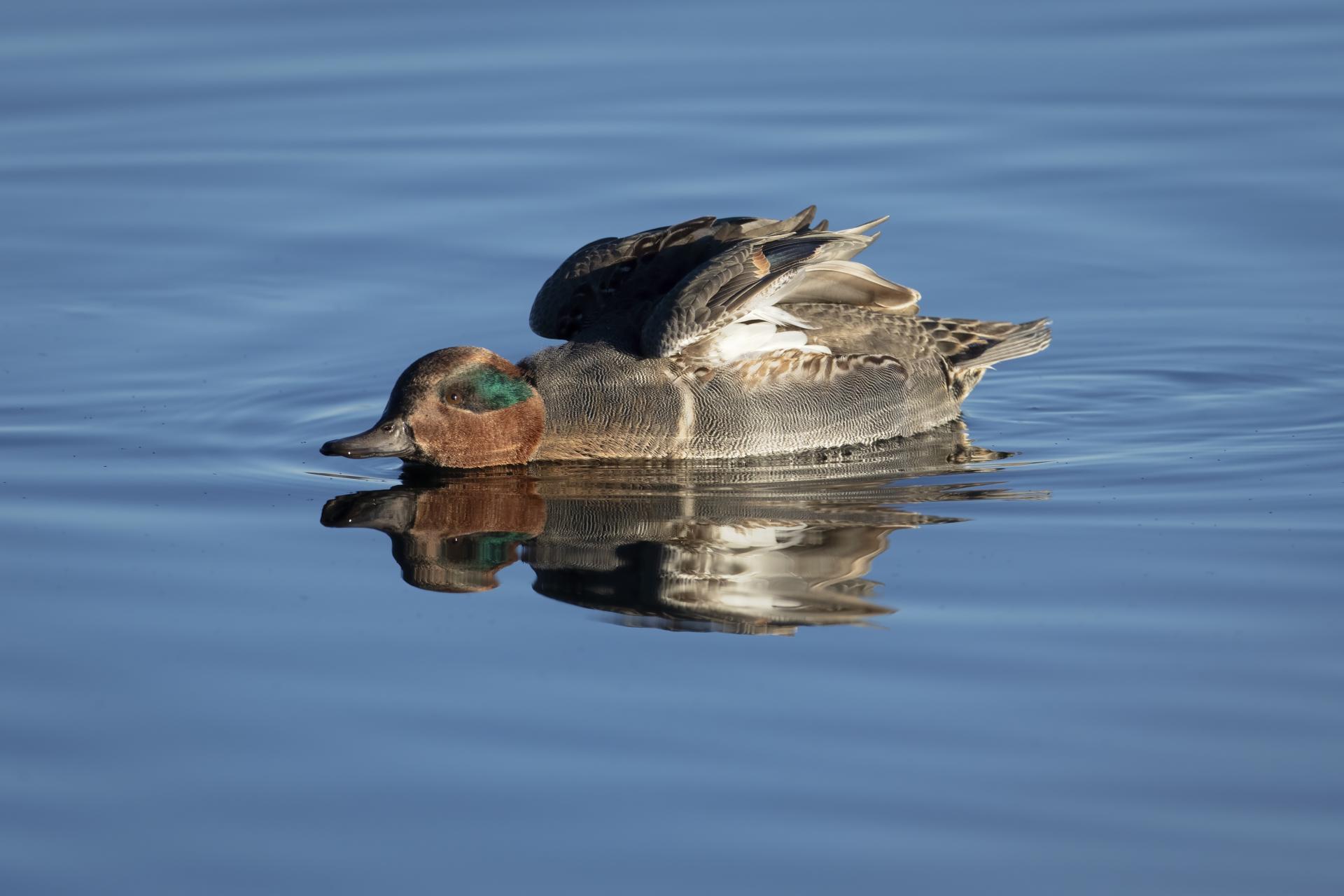sarcelle-d-hiver-green-winged-teal